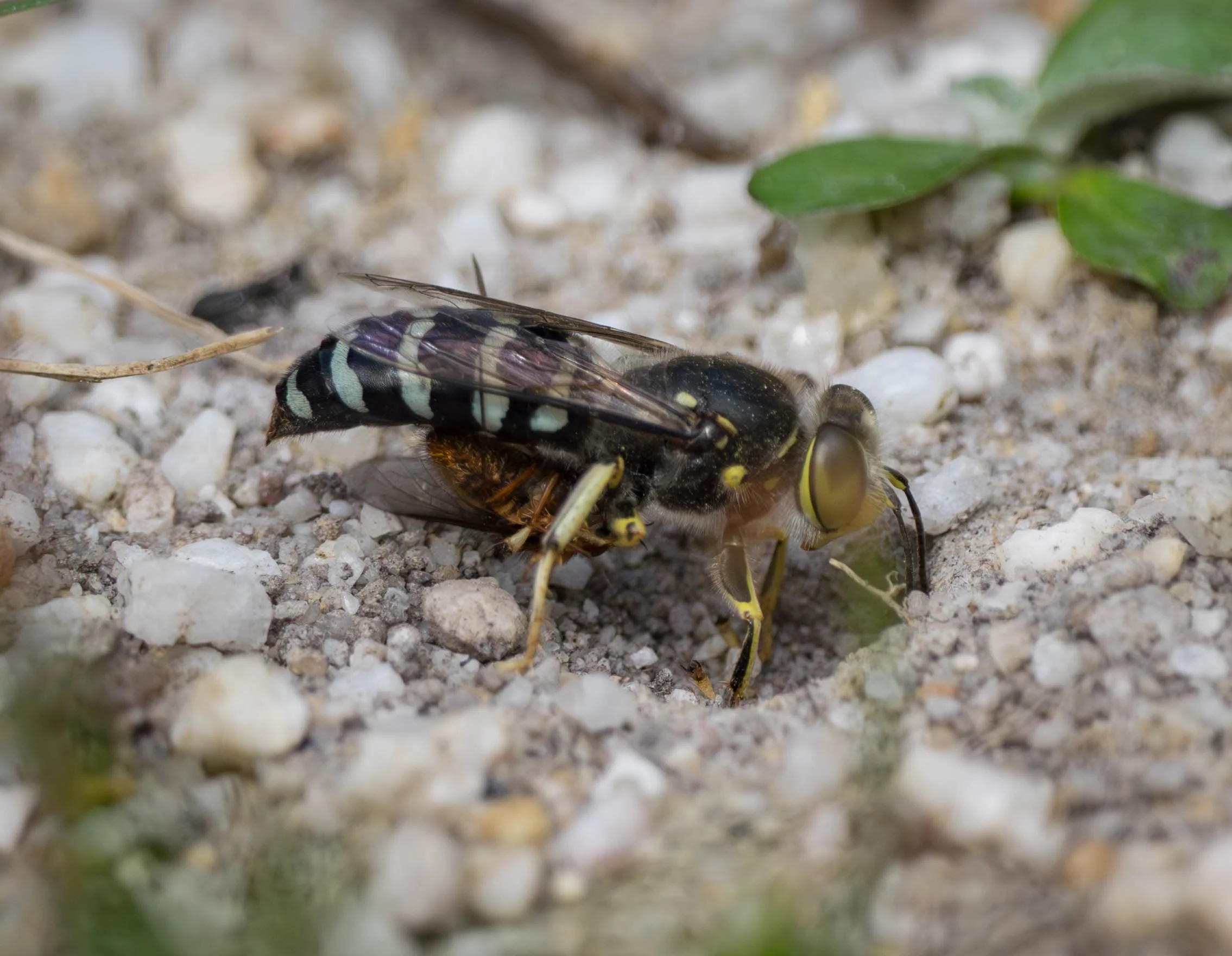  The fly is held securely by the wasp’s middle legs. And she continues to hold it while she rakes open the burrow. 