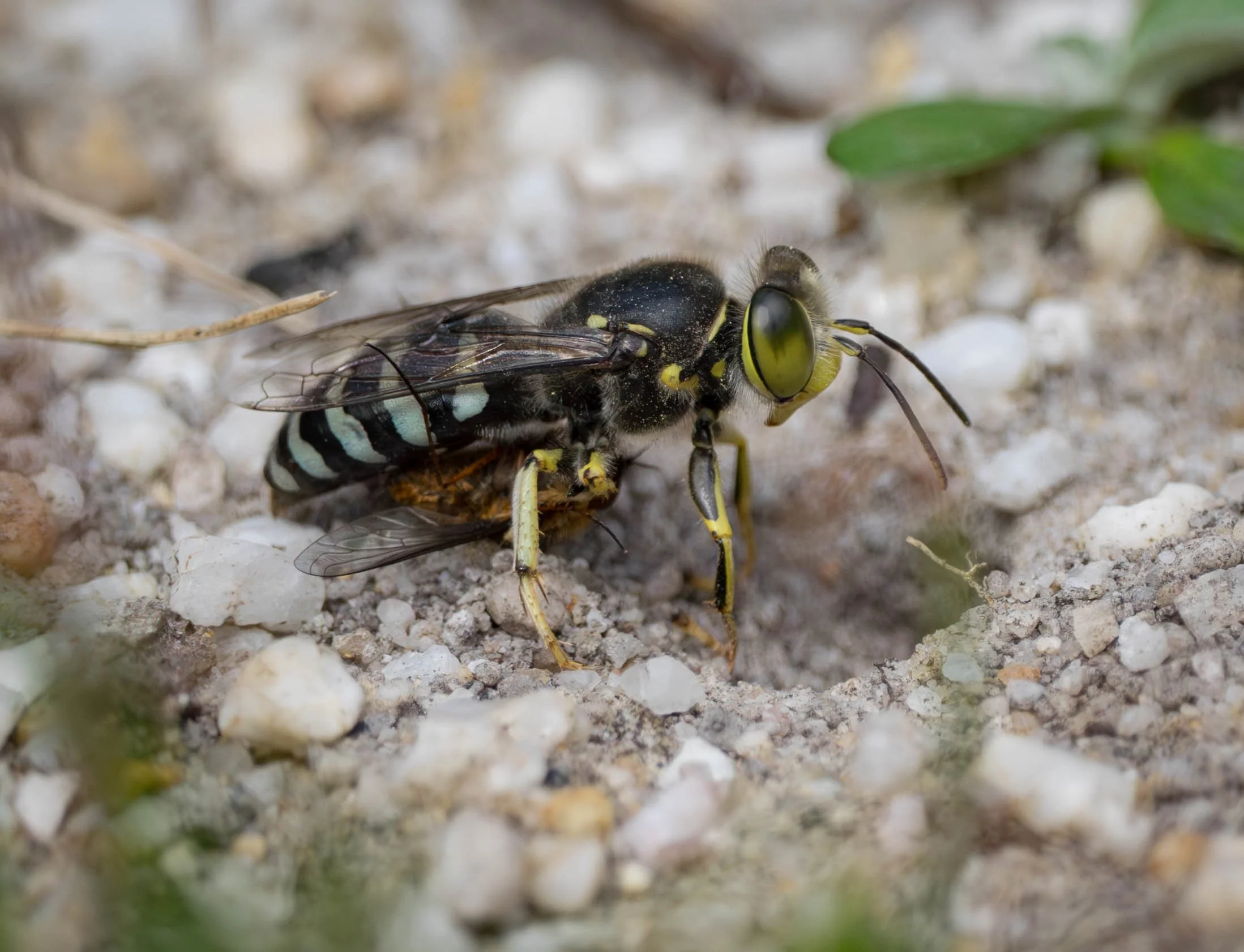  Bee flies are a favoured prey of  Bembix furcata , according to a study undertaken in the ACT (Evans &amp; Matthews 1973). The fly in this photo is indeed a Bombyliidae – perhaps  Staurostichus , a genus that takes flight in large numbers here durin