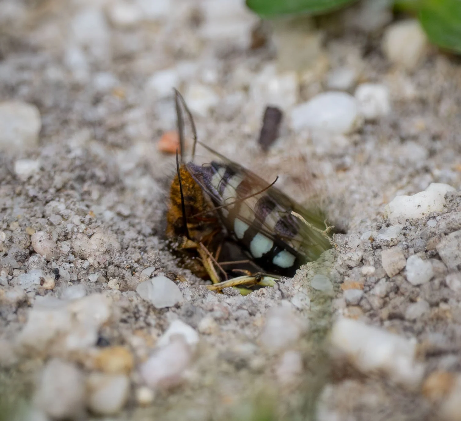  She is quick to disappear from sight, and for good reason. On the surface she may lose her prize to thieving neighbours – one of the downsides of a crowded nesting area. Then there are the ever-present ants that will grab any prey left unattended.  