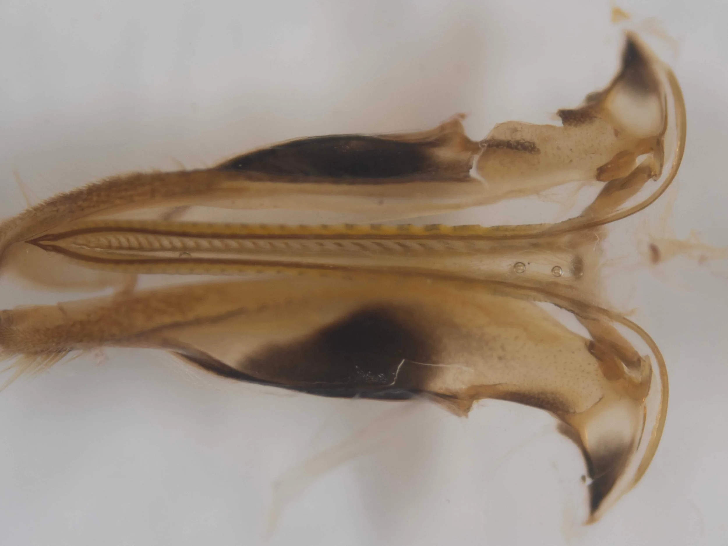  ventral view of saw and sheath after removal of tergite IX 