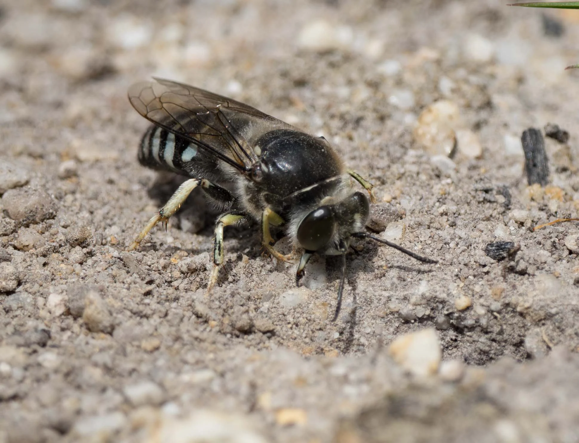  Males can detect the presence of females as they prepare to emerge for the first time. Such females are virgin and receptive. They will mate just once, then quickly get under way with nest digging, egg laying, and provisioning. 