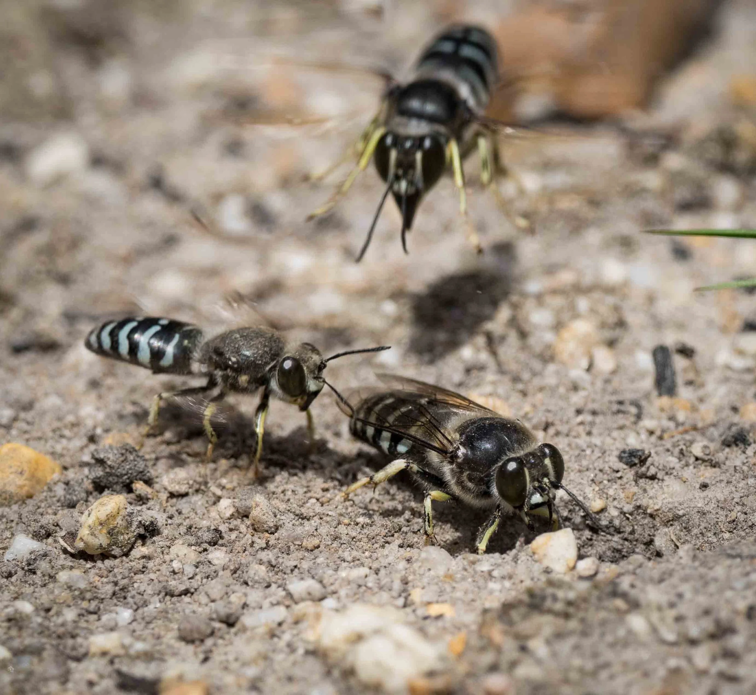  And then a third one sought to crash the party! 