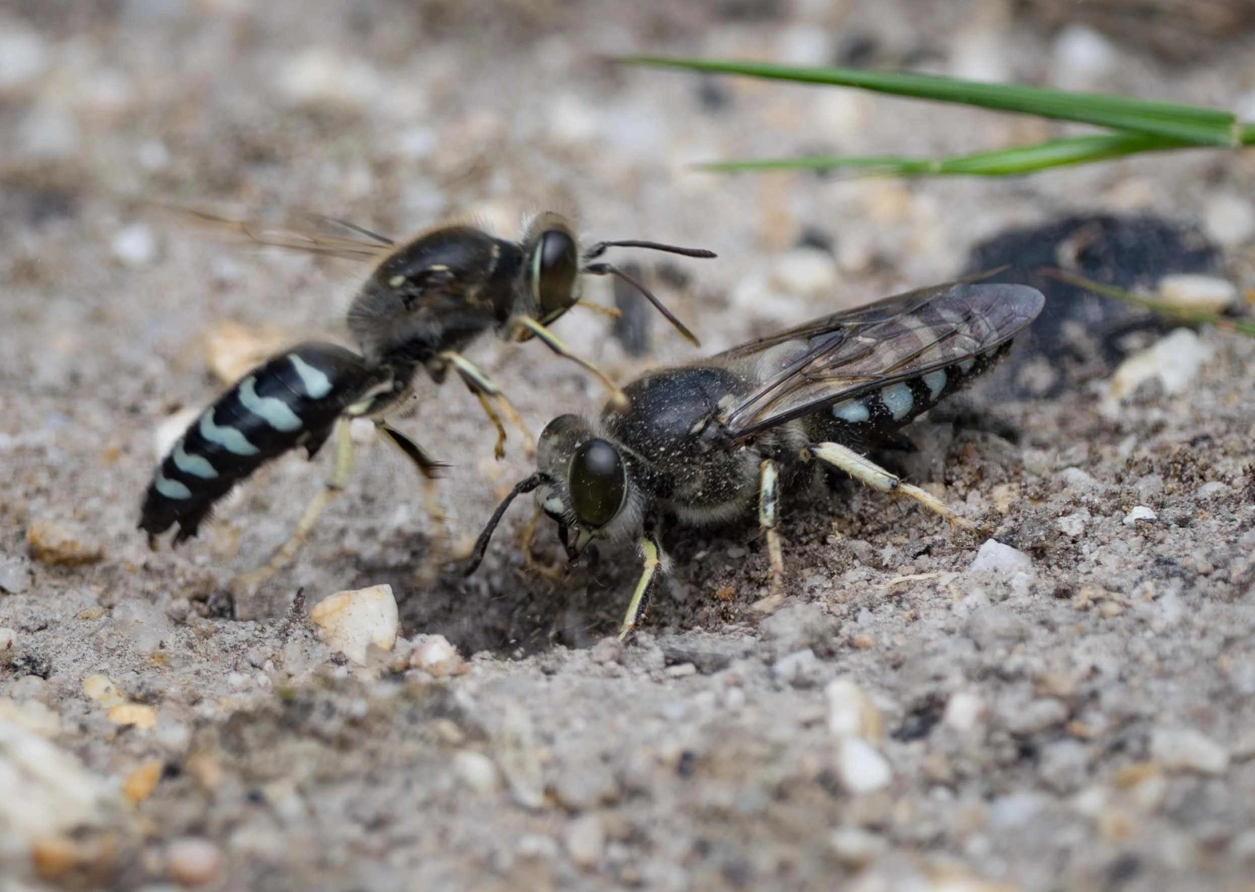  Perhaps his larger size was an advantage.  Bembix furcata  males range from 14mm to 21mm in length. 