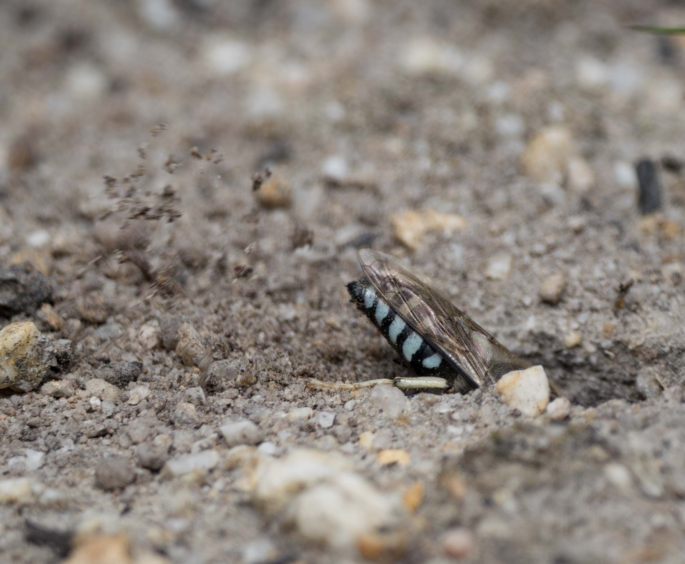  Back in 2017 I wasn’t at all sure what this was about. Indeed, I assumed these were nesting females. Now I know better. 