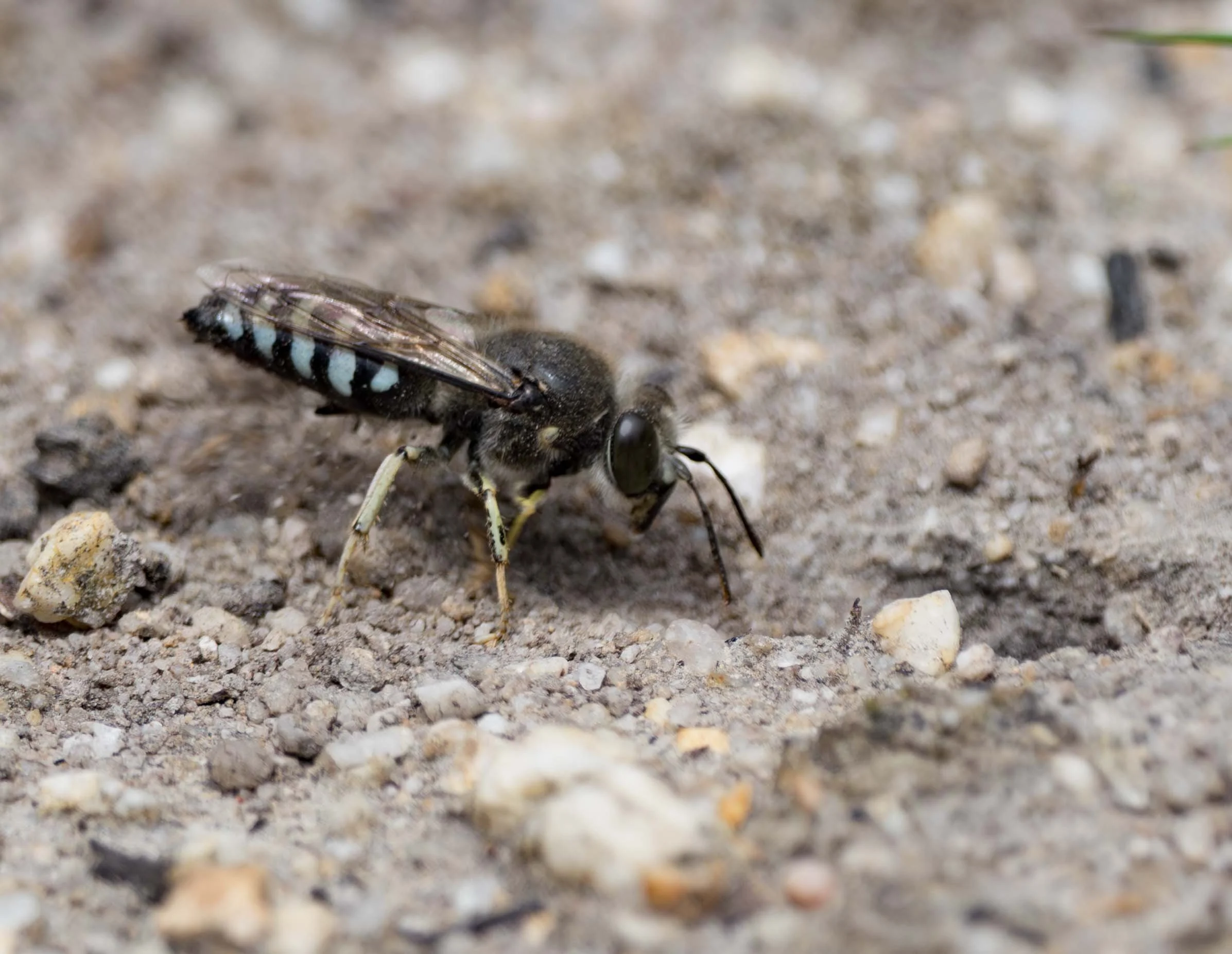  Males spend much of their time flying back and forth over patches of the nesting area. This is a behaviour I typically associate with our local  Bembix . But on this day they were keen to dig. Very keen! 