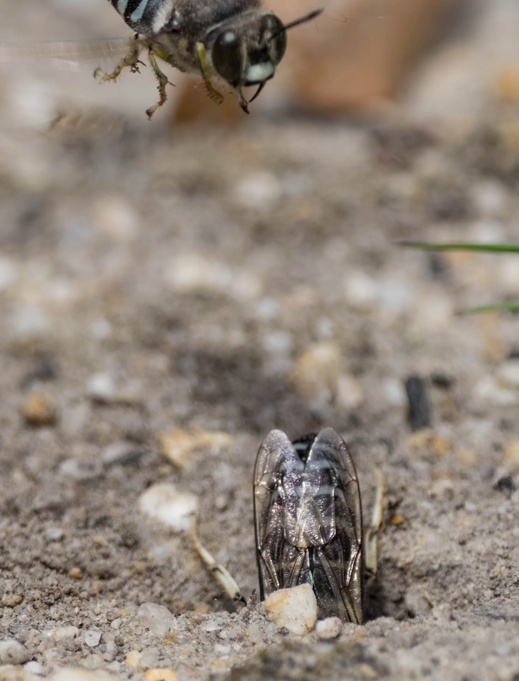  The digging male soon attracted the attention of a second, cruising male. 