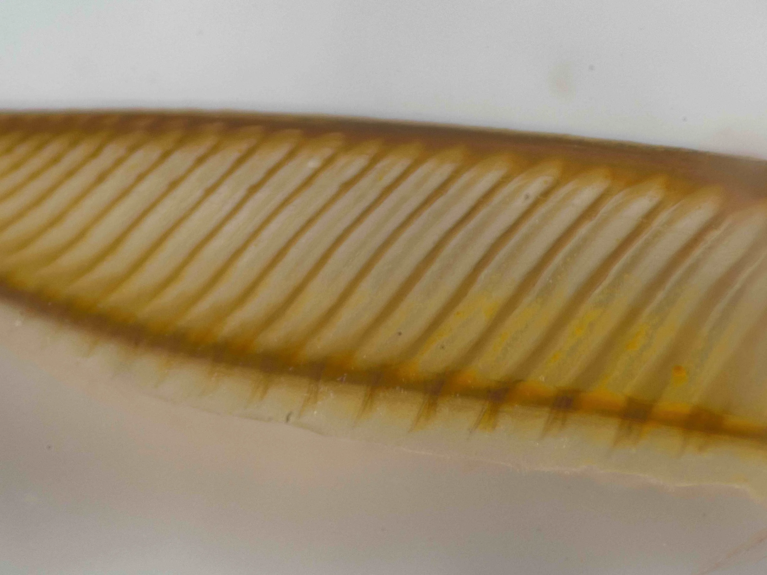  detailed view towards middle of the saw 