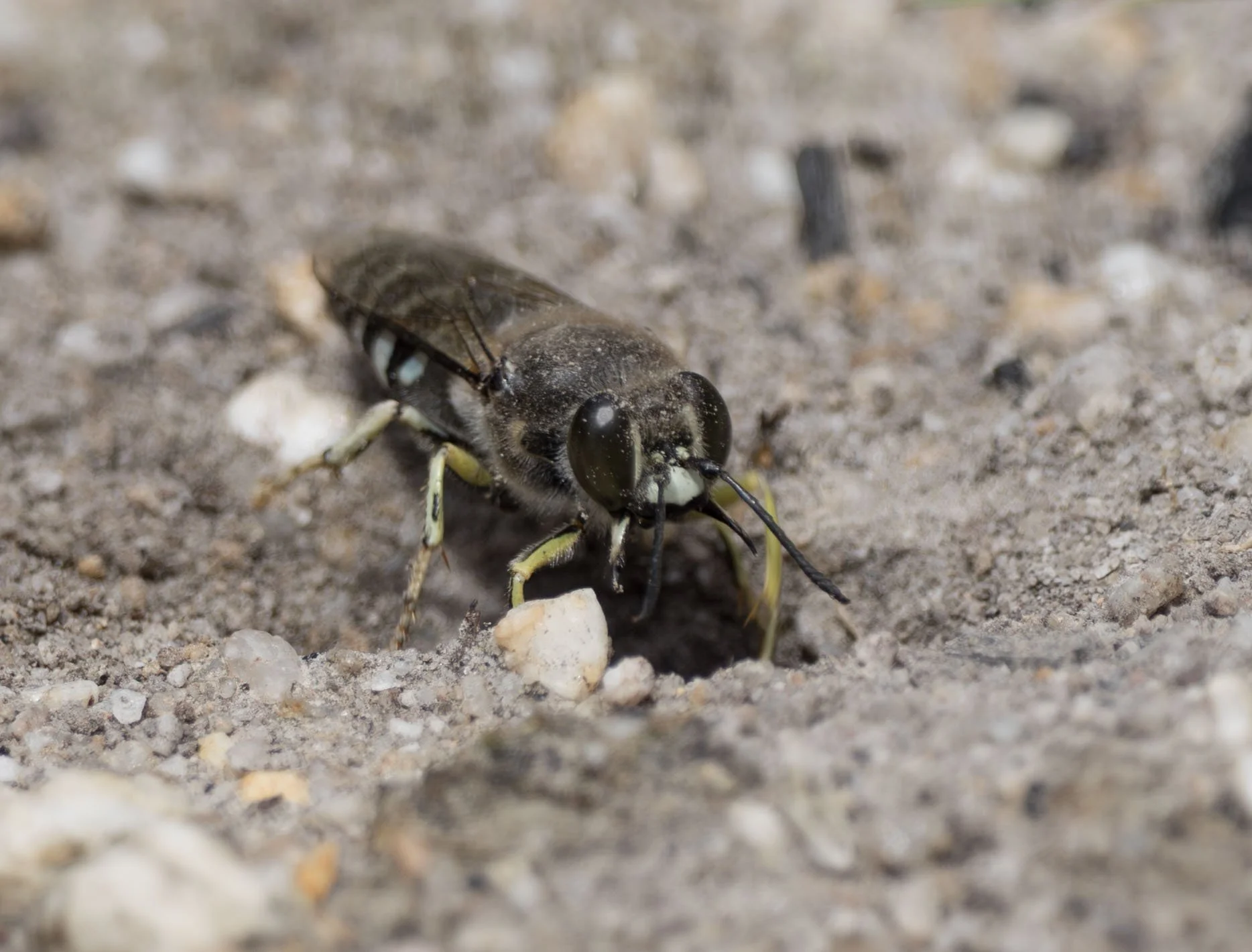  Males can sense the presence of females well before they reach the surface. Studies have shown the both chemical and vibrational cues are involved, and that males recognise the sex of the hidden wasp. They can even distinguish newly-emerging virgins