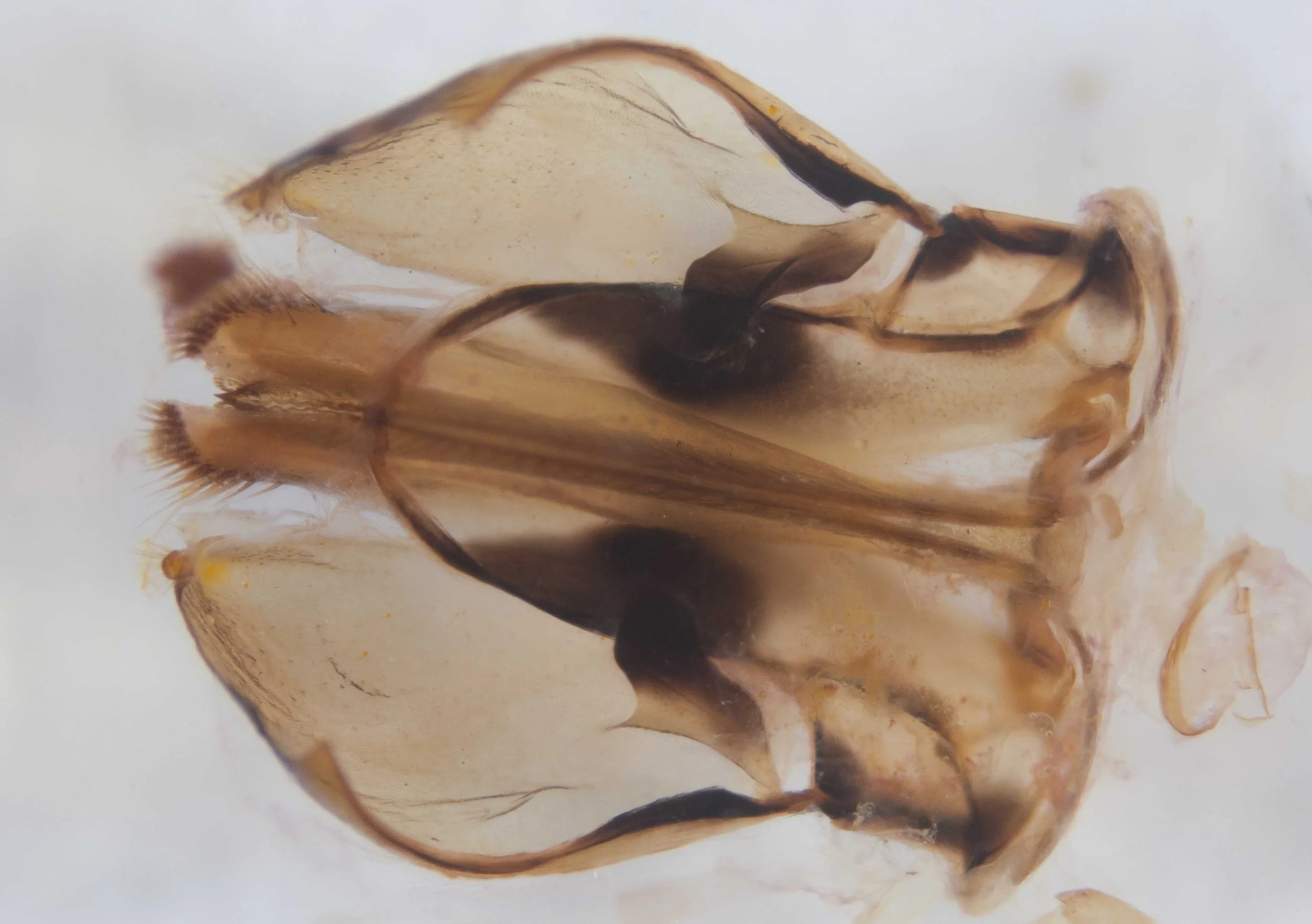  dorsal view of saw, sheath and tergite IX dissected from body 