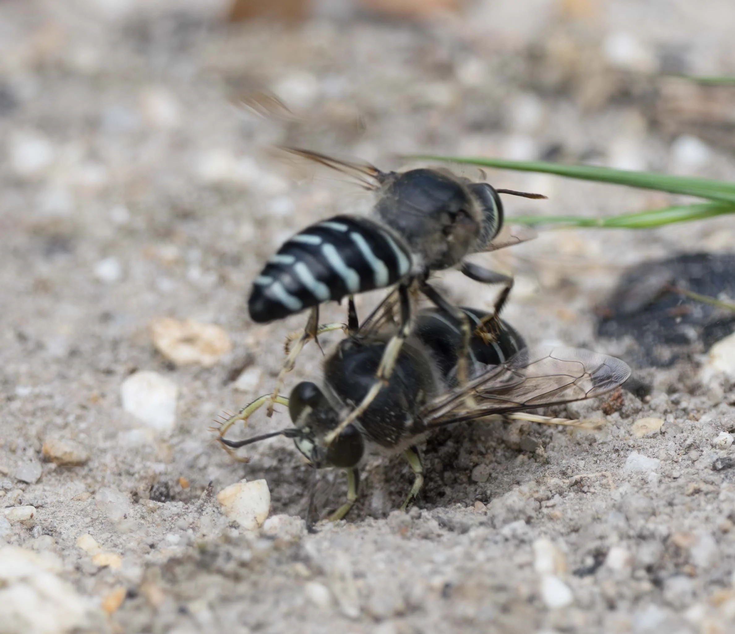  Well, perhaps not all just intimidation. There was the occasional physical stoush! 