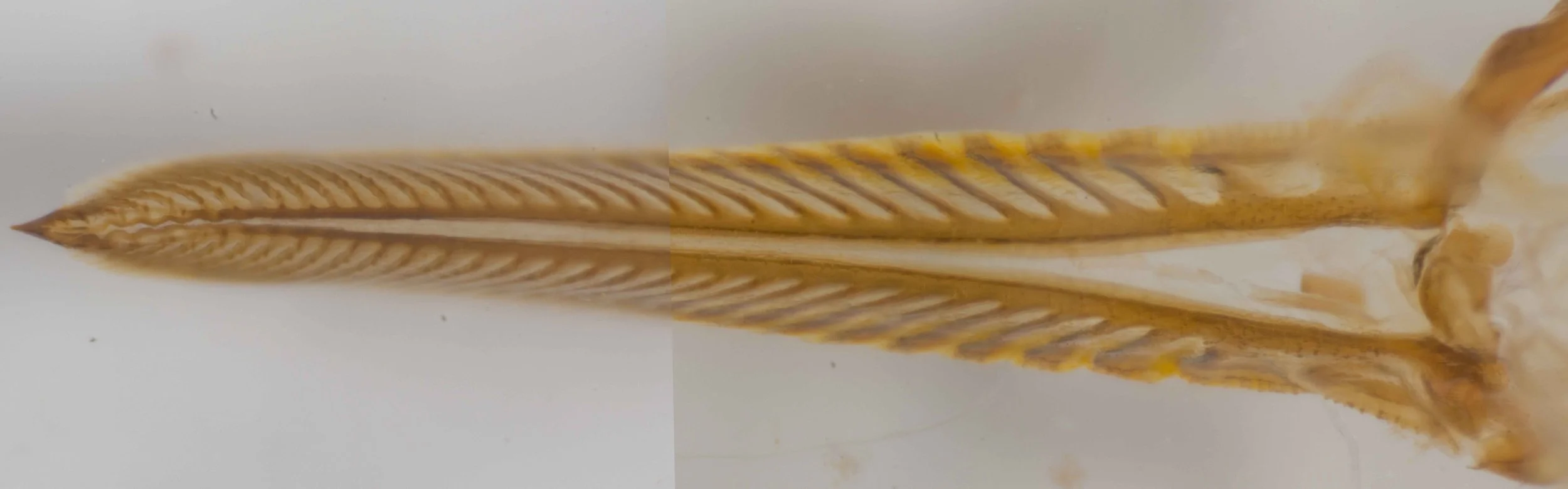  ventral view of saw after removal of sheath 