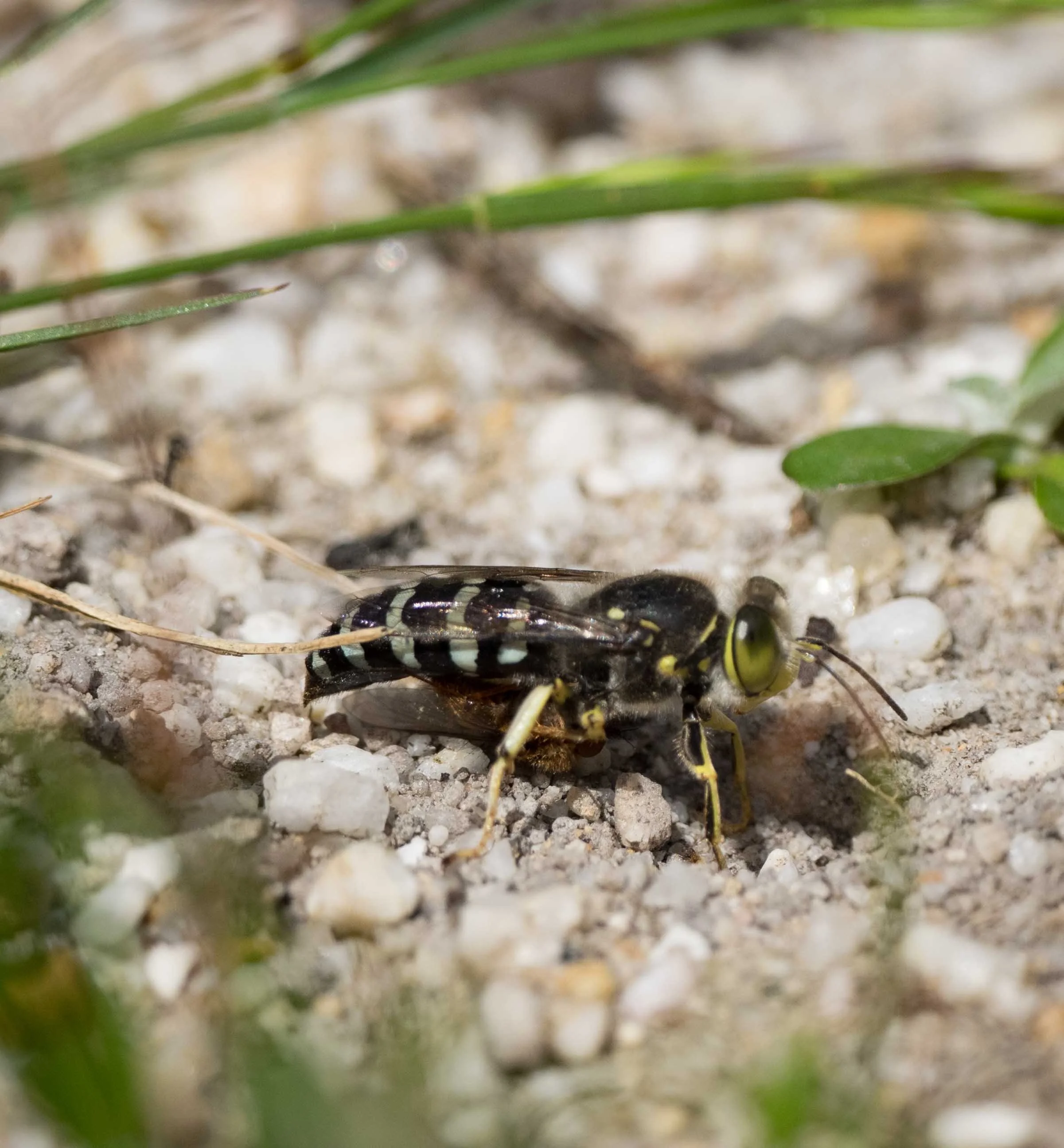  Returning with a paralysed fly, this female prepared to dig open her burrow. 