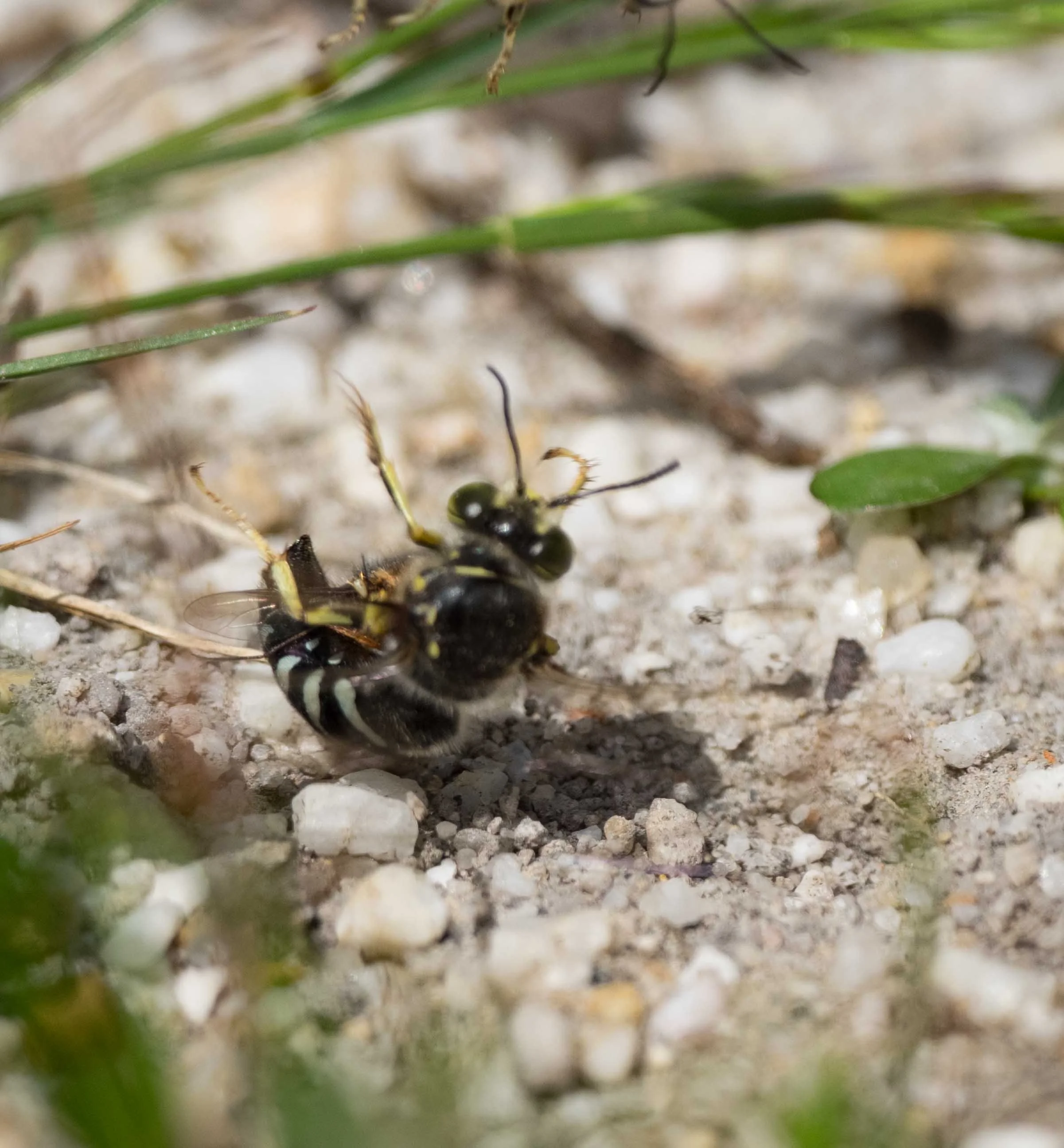  In a lightning attack, a cruising male made a grab for her. She was clearly not receptive! Unfortunately, it all happened a little too fast for me to capture on camera. 