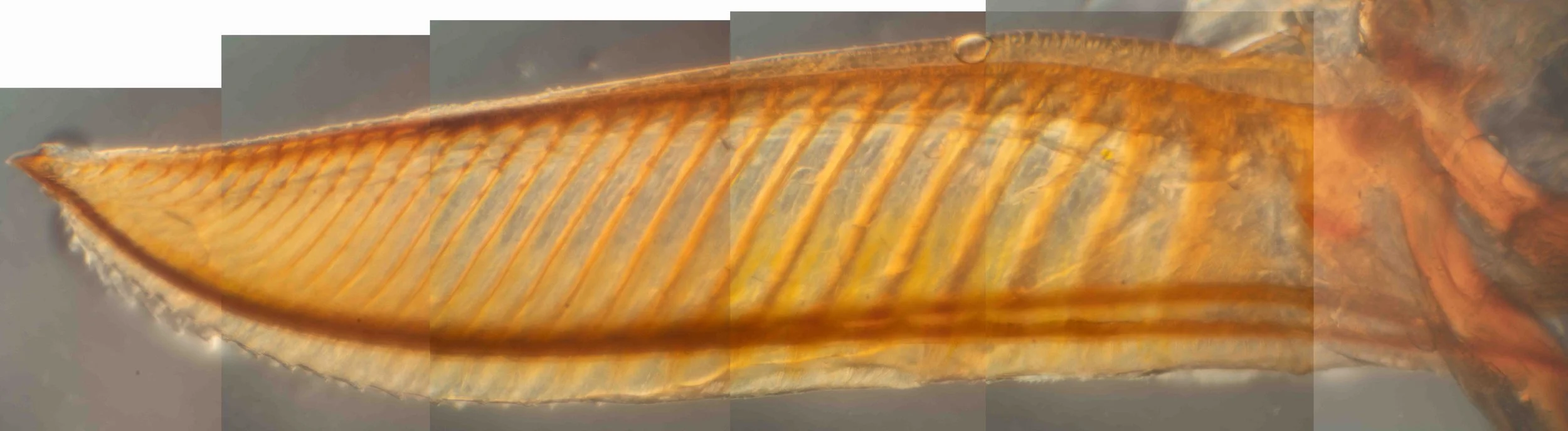  lateral view of saw, ventral side below 