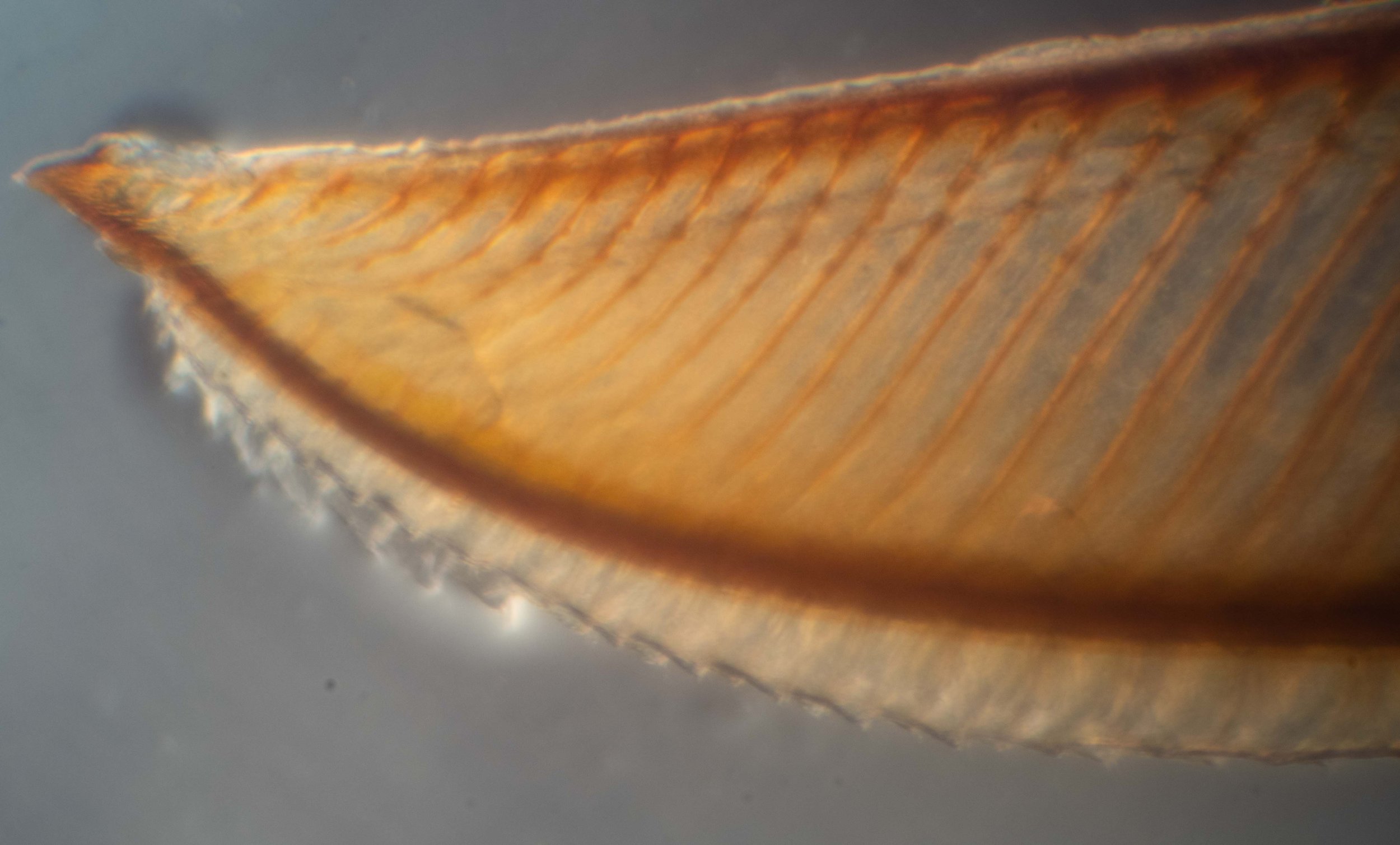  detail of end of saw 