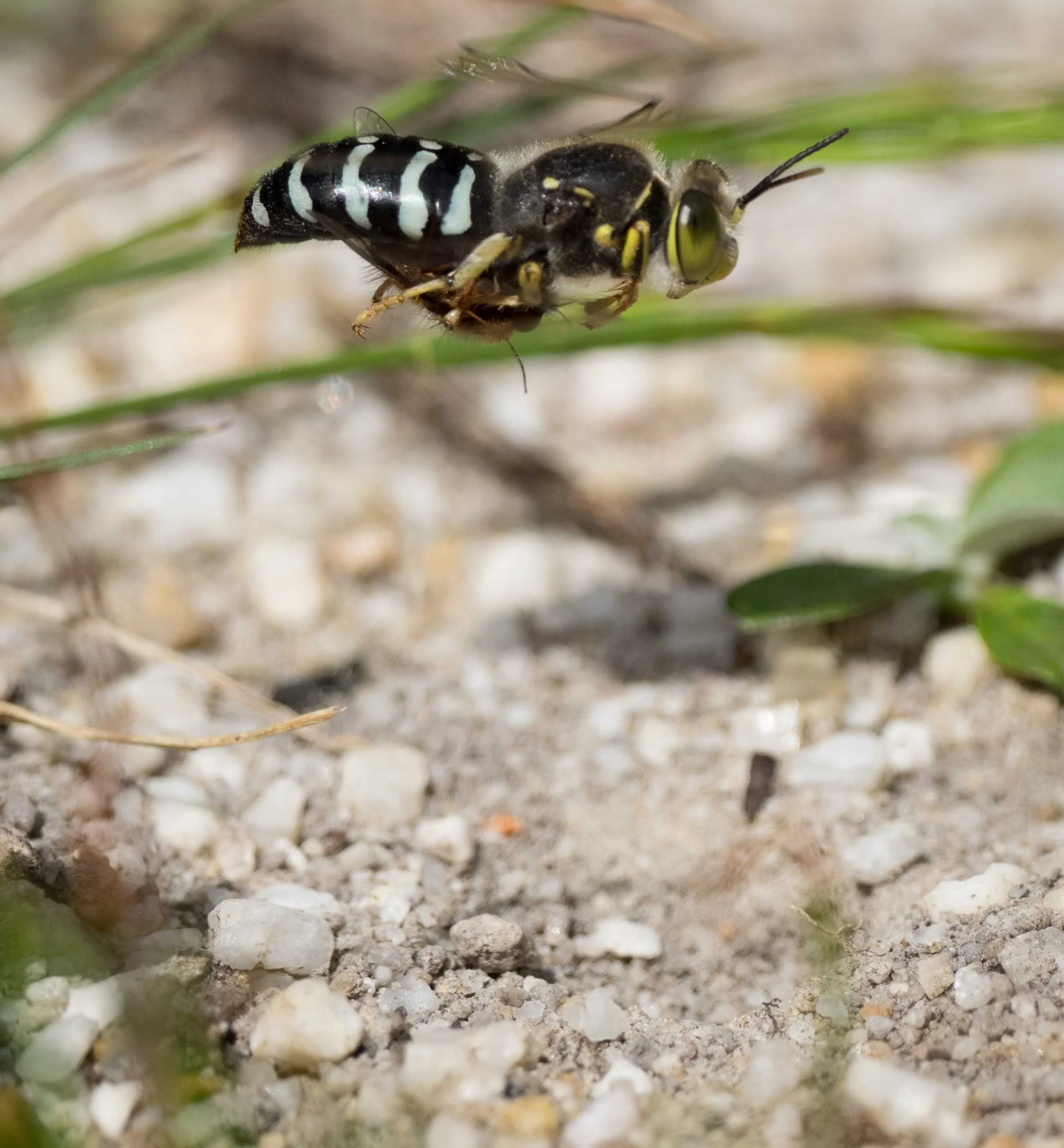 Within seconds she was again aloft, lining up her approach. The earlier photo series under ‘A hunter of flies’ show her subsequent success. The male did not make a second attempt.  