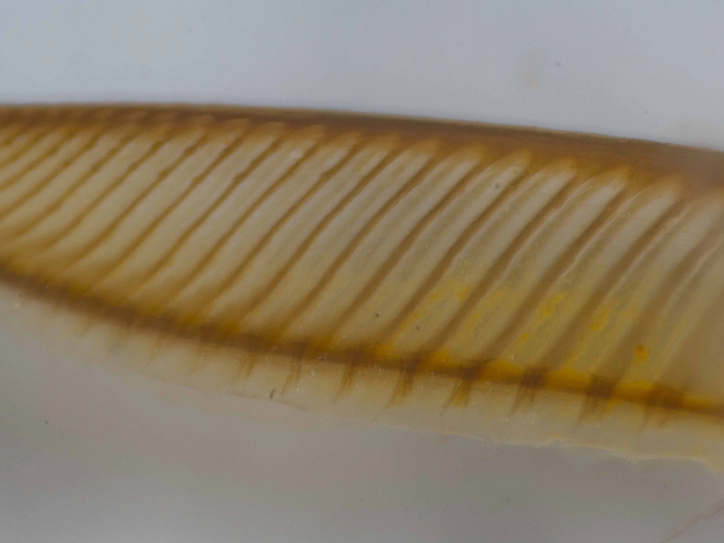  view further back along saw 