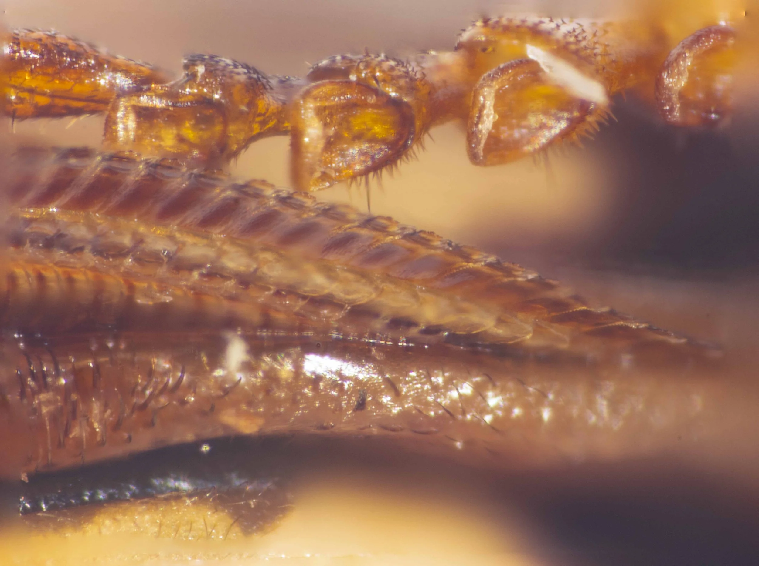  detail of more proximal region of saw 