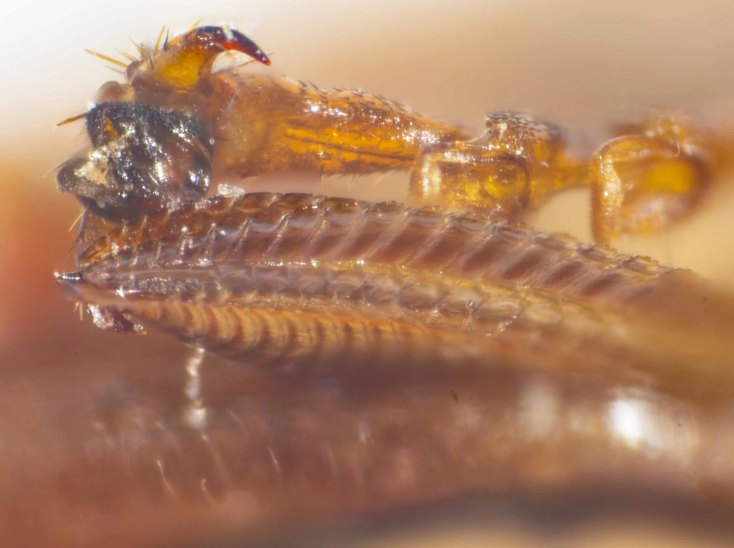  detail of distal region of saw 