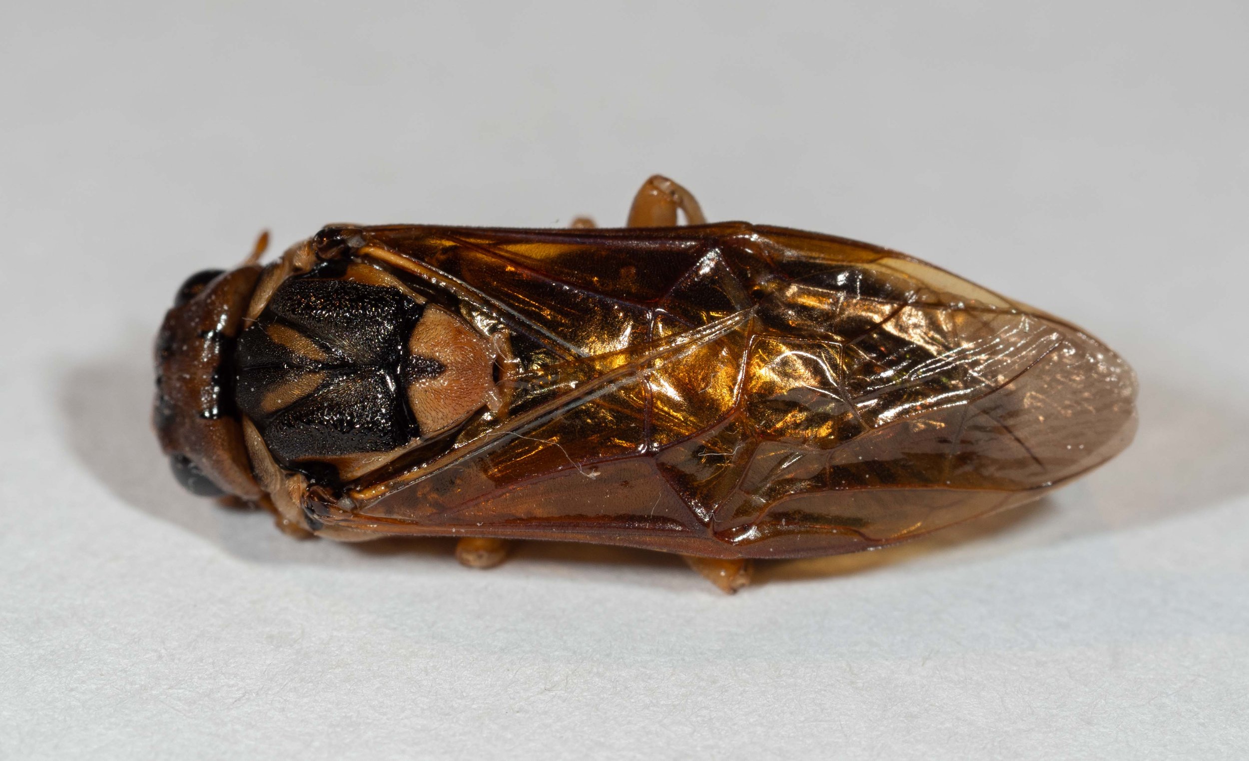 dorsal view of body mesoscutum black with yellow V-mark at rear of middle lobe, interrupted at midline, heavily punctured, many long golden hairs medially scutellum yellow, thickly punctured, covered in brown hairs, black furrow on anterior part of 