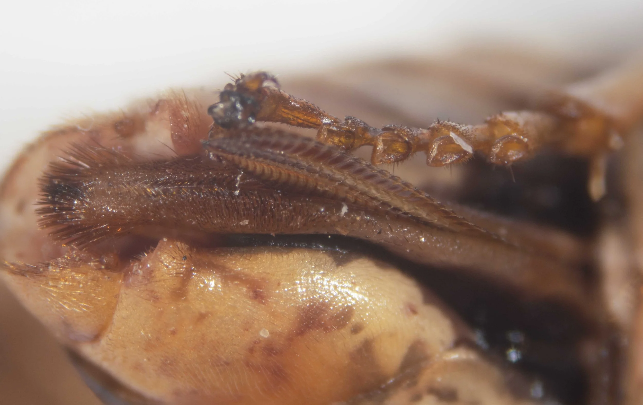  ventral view of saw partially protruded from sheath 