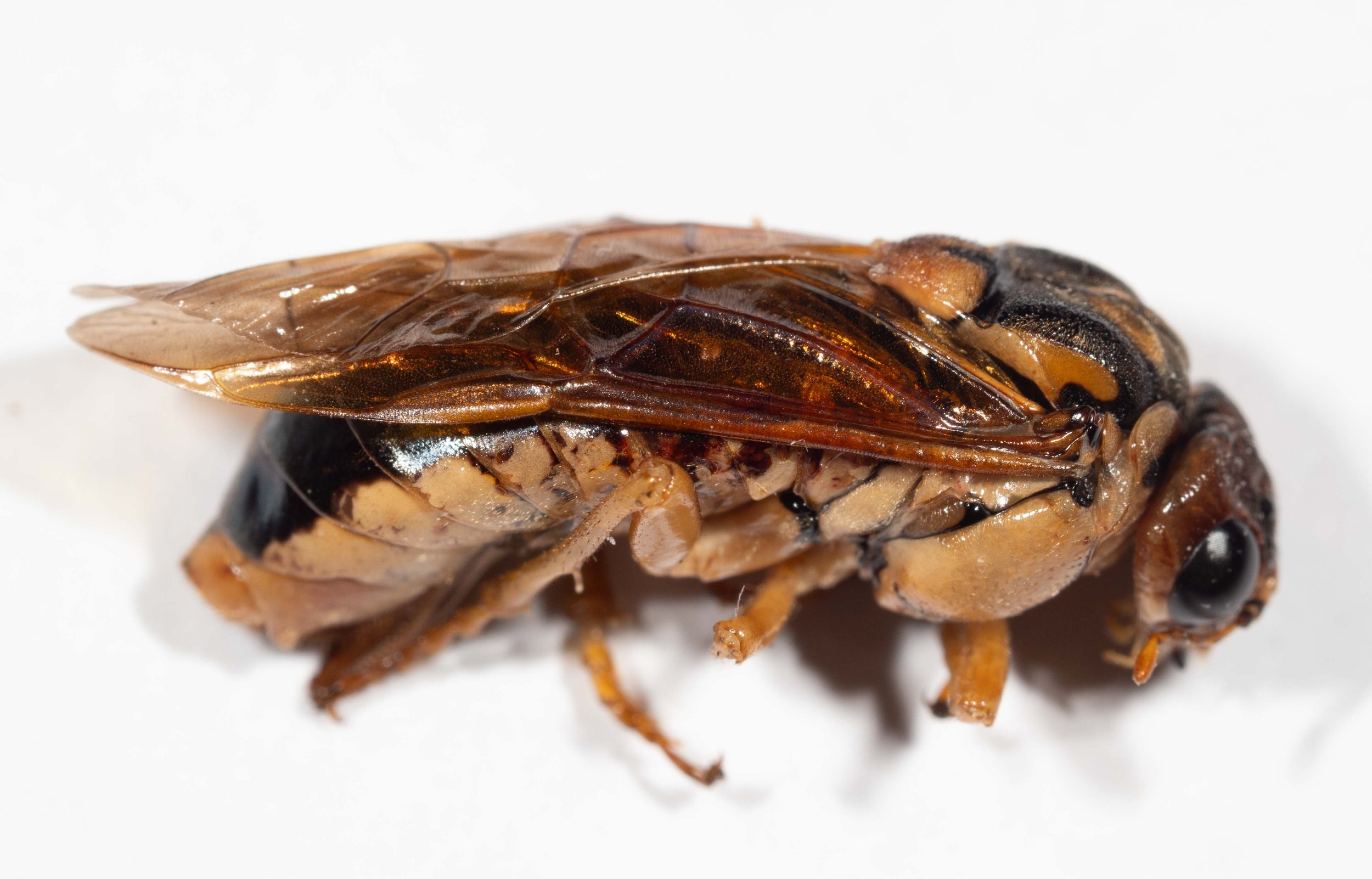 Xyloperga halidaii vs. Xyloperga amenaida