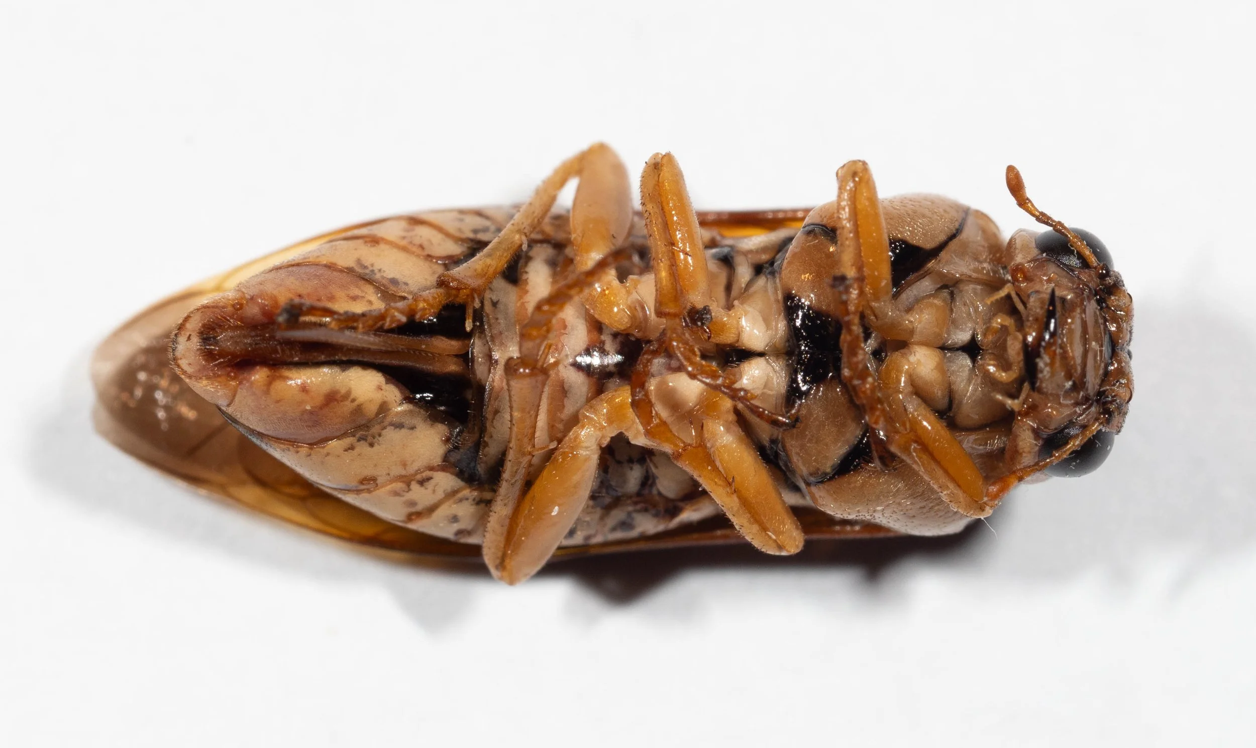  ventral view of body all segments of all legs orange, except pale basal patches on all coxae  lateral folds of tergites pale yellow mesosternum pale brown with black V mark at midline mesepisternum pale brown with black lines at junction with mesost