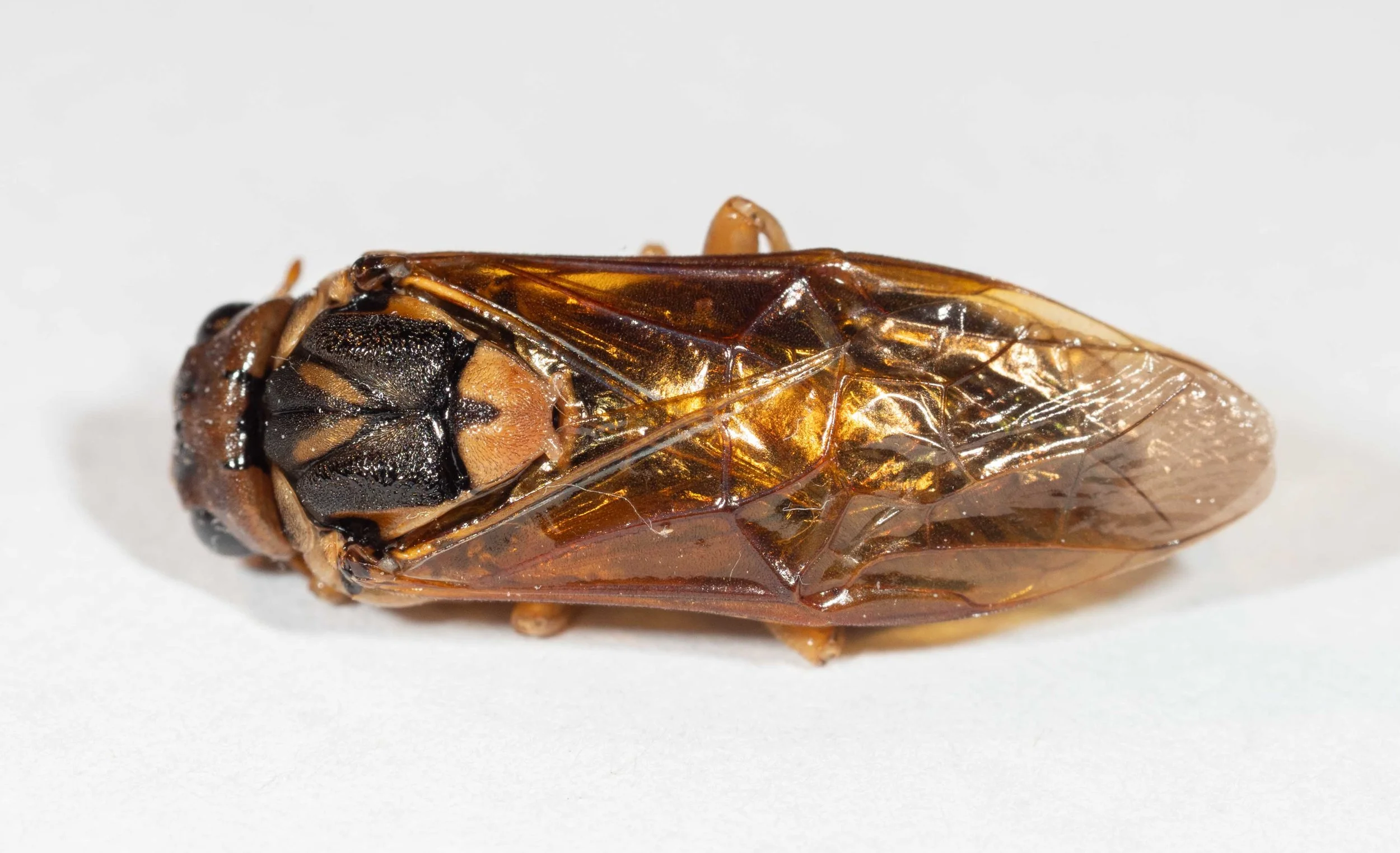  dorsal view mesoscutum black with yellow V-mark at rear of middle lobe, interrupted at midline, heavily punctured, many long golden hairs medially scutellum yellow, thickly punctured, covered in brown hairs, short black midline furrow anteriorly 
