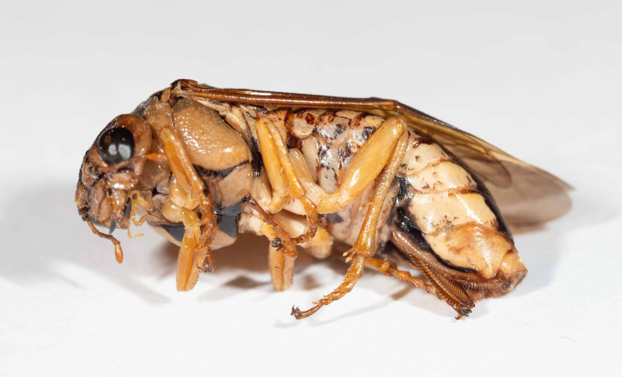  left side of body antennal flagellum orange, black scape and pedicel clypeus, labrum and mandibles brownish-yellow, with black tips to mandibles saw partially protruded lateral folds of terga, venter pale yellow mesepisternum brownish-yellow, thickl
