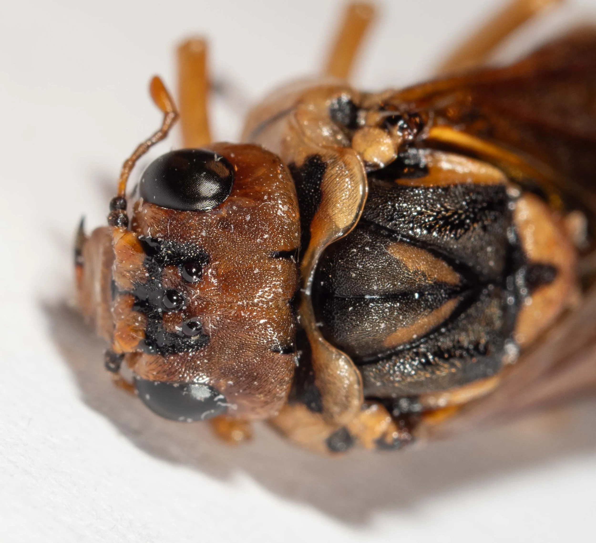  vertex brown with two short, narrow black stripes on sides of post-ocellar area, covered in short black, recumbent hairs, without punctures ocelli linked by an incomplete rectangular grid of black lines scape and pedicel black, flagellum brown anten