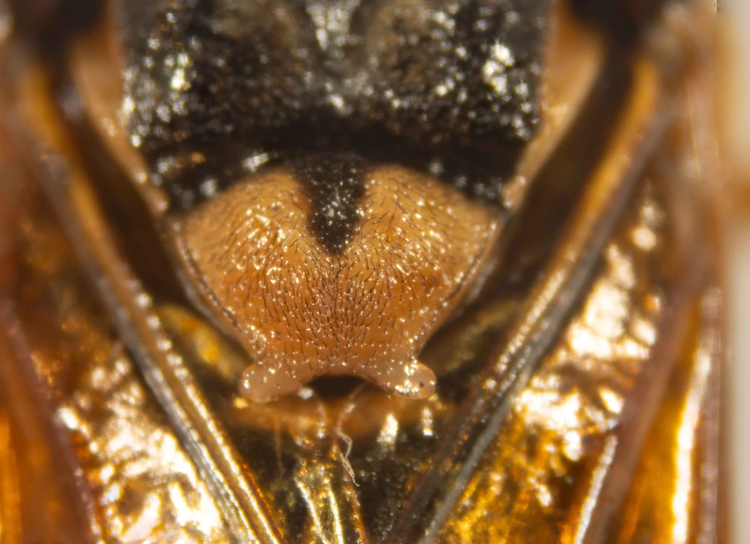  scutellum thickly punctured, covered in brown hairs, black furrow on anterior part of midline hind lobes pale yellow, close to midline 