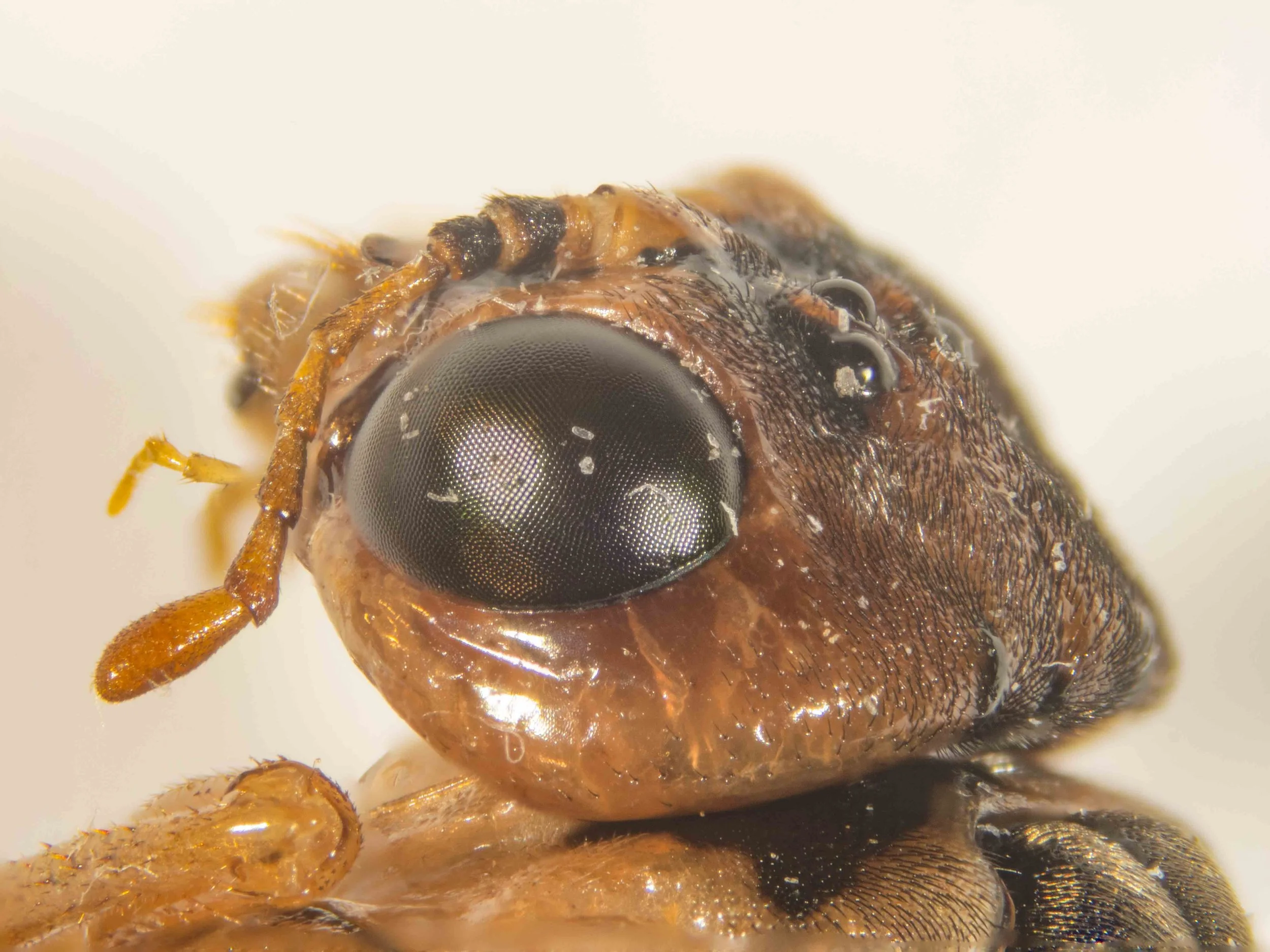  dorso-lateral view of head - scape and pedicel black, flagellum yellowish-orange (chestnut) antennal tubercle yellow - vertex covered in recumbent black hairs, densely punctured in post-ocellar area but unpunctured laterally - genae smooth, chestnut
