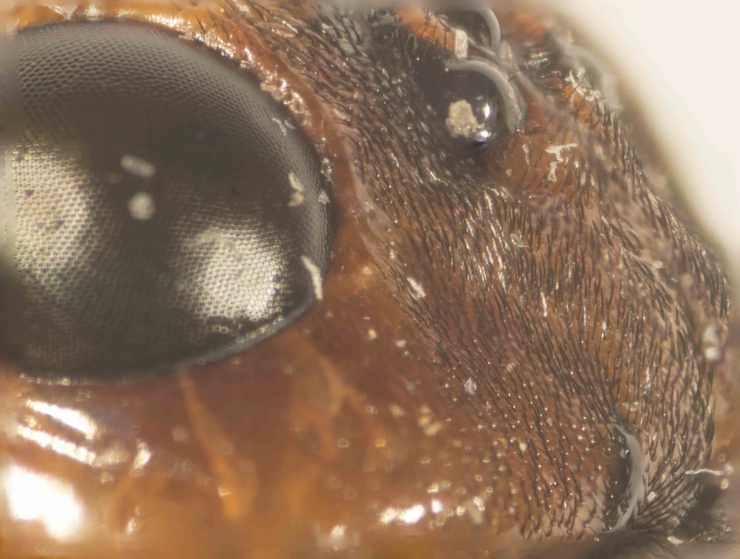  detail of left side of post-ocellar area - covered in recumbent hairs, densely punctured 
