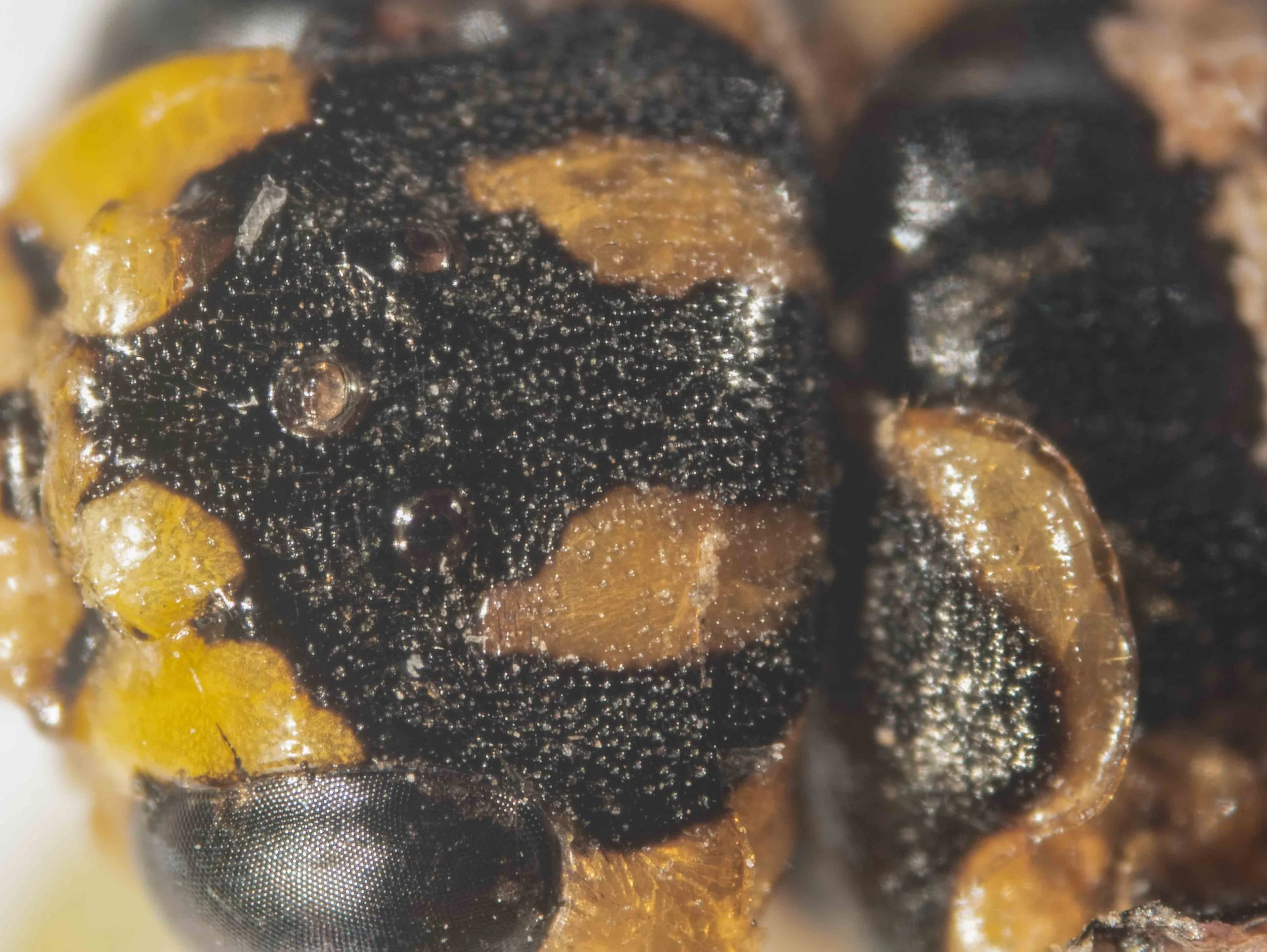  higher magnification view of vertex - sparsely pilose, a few, short, brown hairs  - heavily punctured with bare, unpunctured area in anterior part of yellow stripes, just behind lateral ocelli 