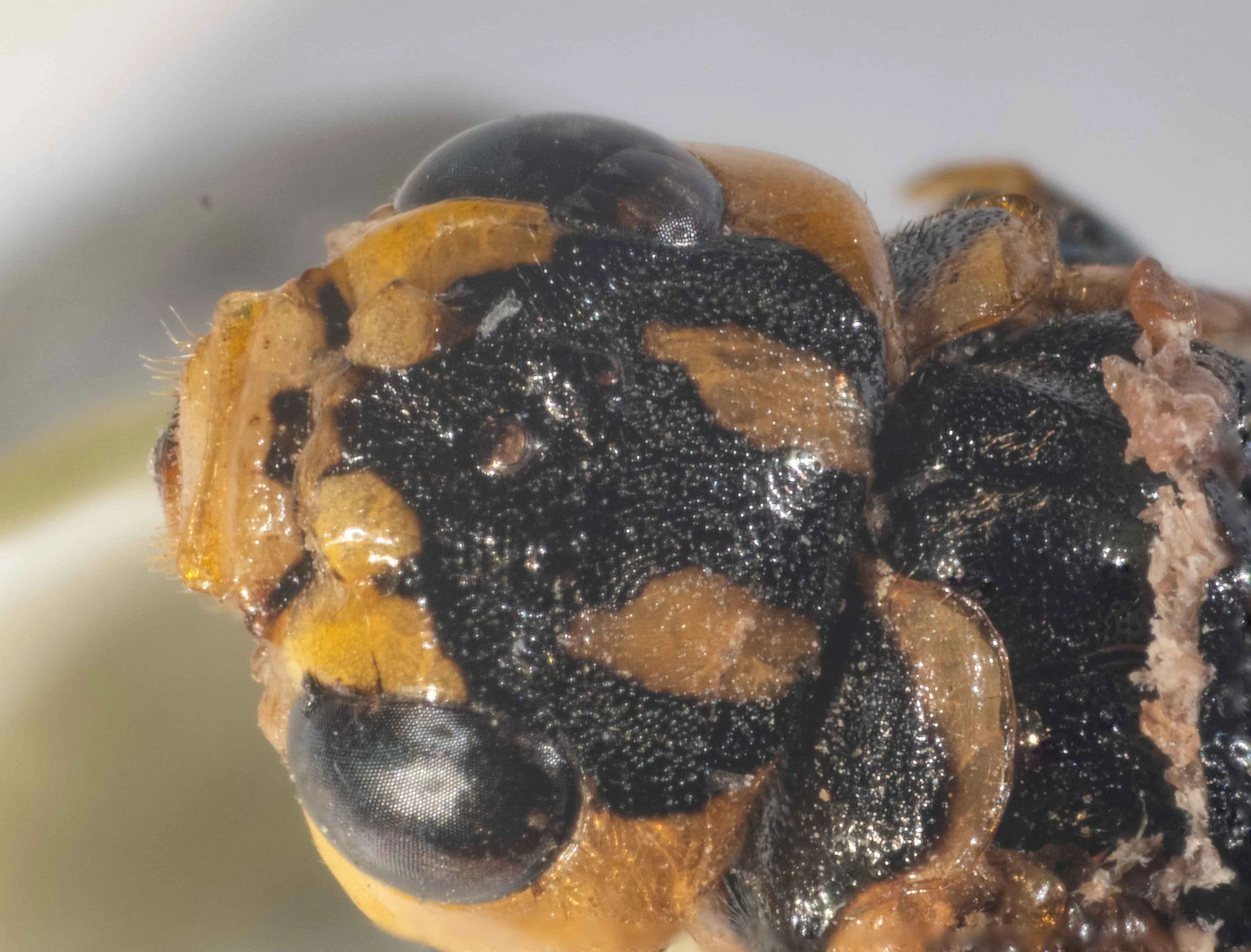  dorsal view of head - vertex bright yellow with 3 wide, longitudinal black stripes which extend anteriorly to cover ocellar region - post-ocellar region of vertex with few hairs, densely punctured - antennal tubercles, inner orbits, clypeus and labr