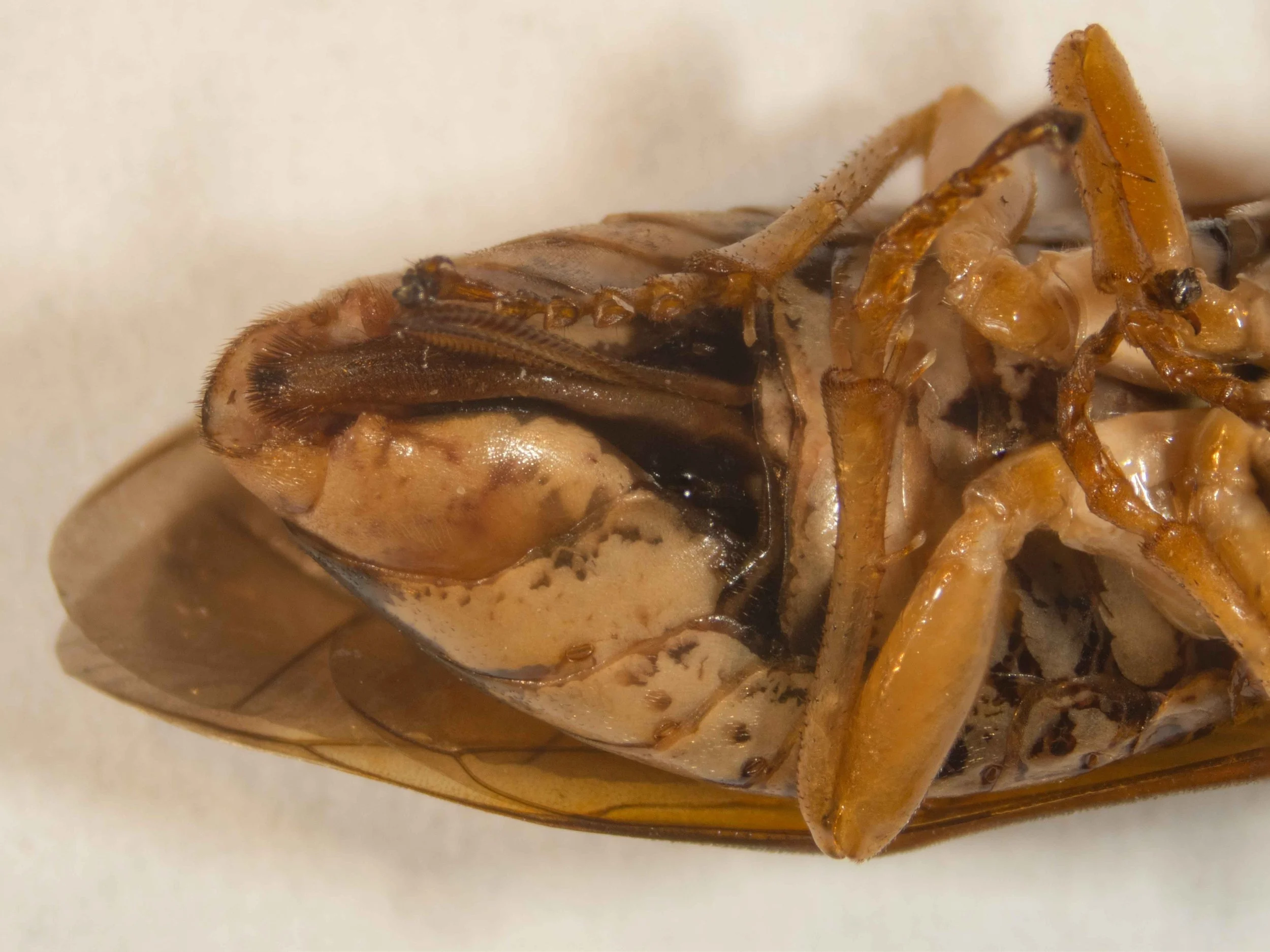  ventral view of abdomen, showing saw and sawsheath 