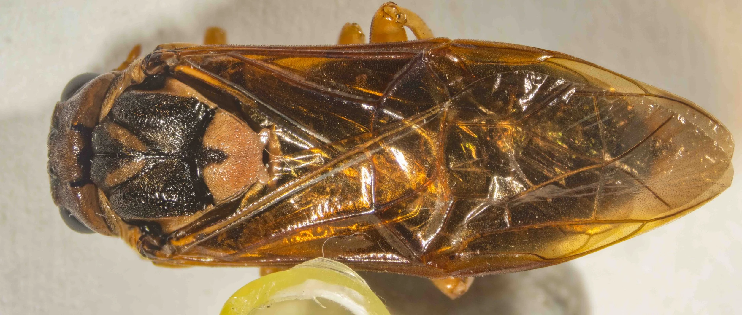  dorsal view - mesoscutum black with yellow V-mark at rear of middle lobe, interrupted at midline, heavily punctured, many long golden hairs medially - scutellum yellow, thickly punctured, covered in brown hairs, short black midline furrow anteriorly