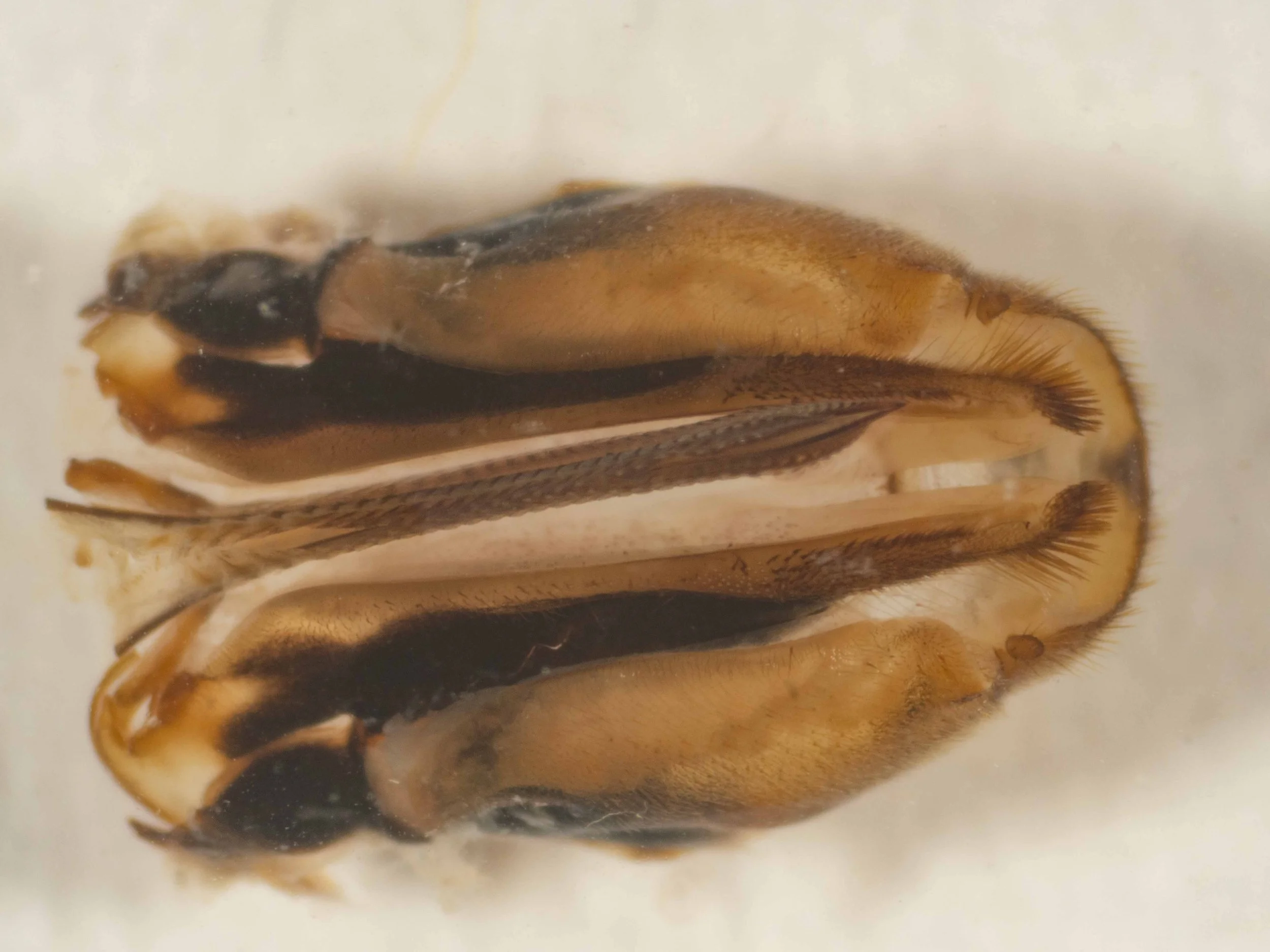  ventral view of saw, sheath and tergite X after dissection from body and clearing in KOH - circular, brown cerci visible on tergite X 