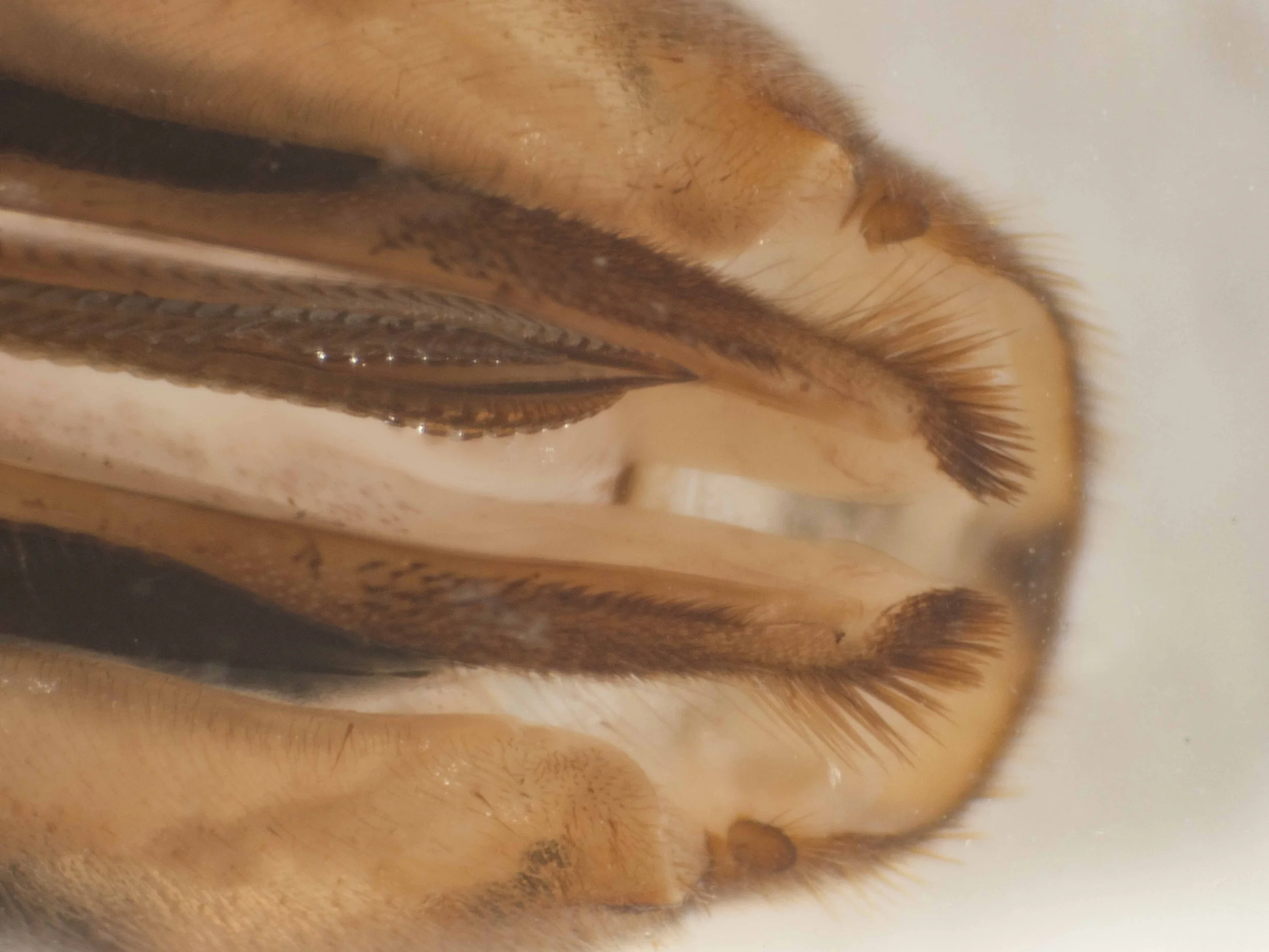  magnified view of end of saw, sheath and tergite X 