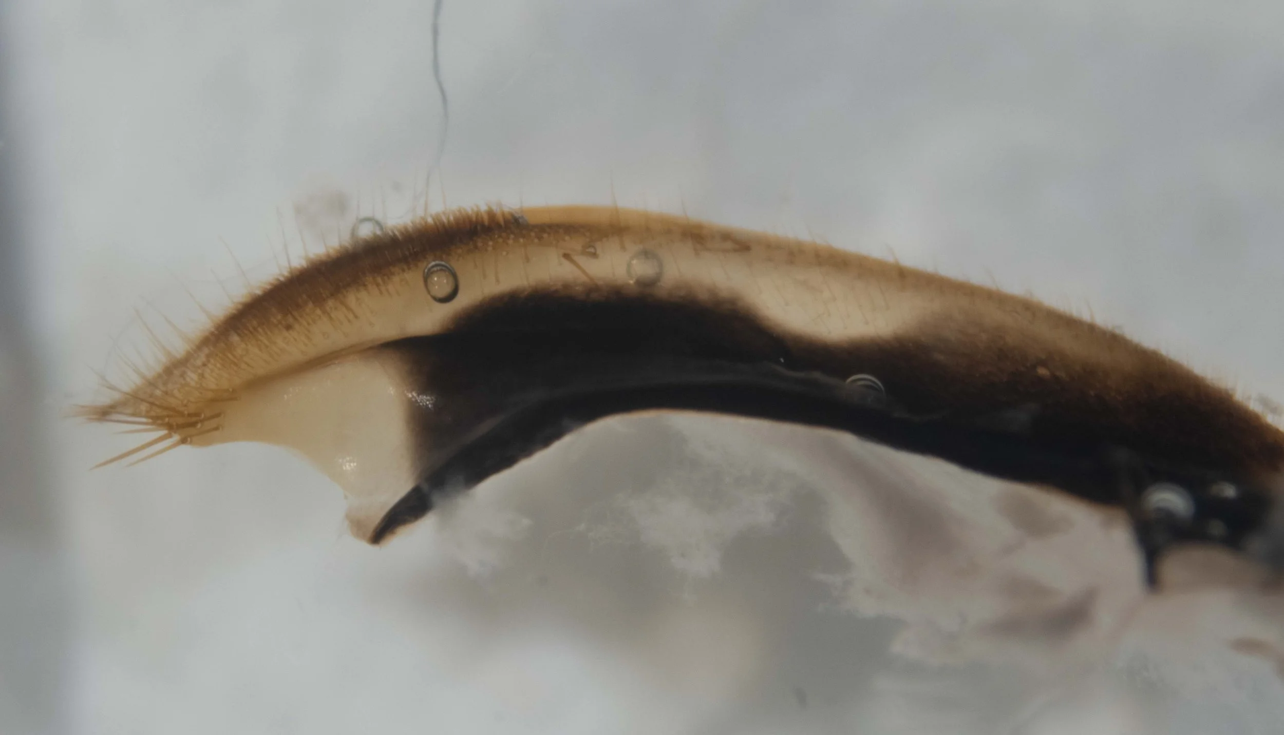  tergite X separated from sheath and saw, showing dense hairs laterally 