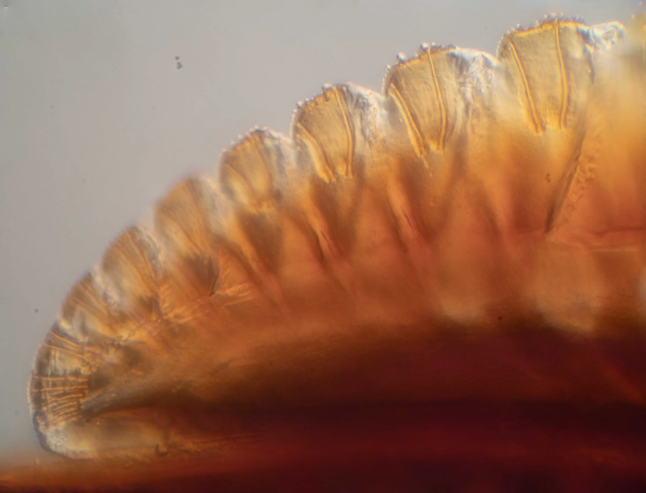  sawteeth at distal end of lancet 
