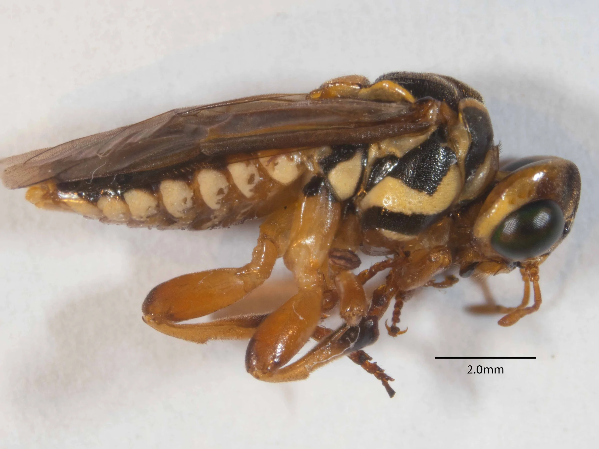  lateral view right side - body length 11.5mm - all segments of all legs orange, except base of coxa and distal tips of tibia and tarsi of hind legs black  
