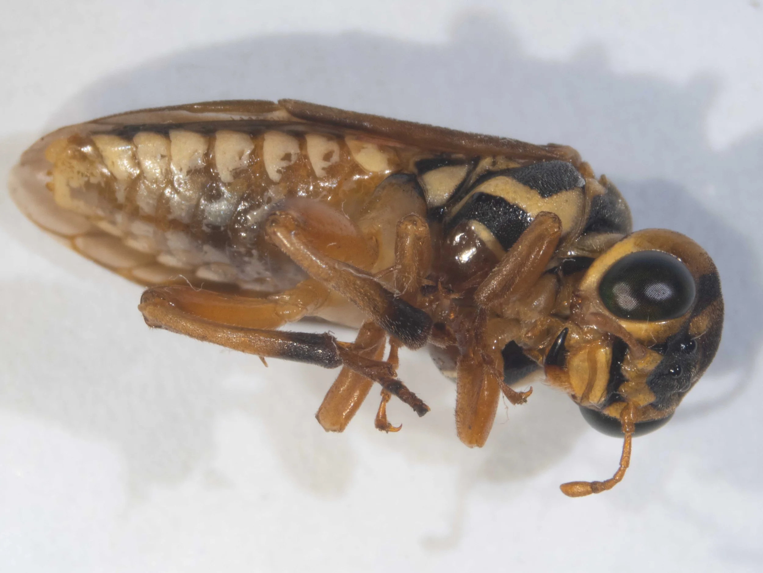  ventral view of body - mesopleura black with wide transverse yellow streak - mesosternum transparent with narrow pale yellow border to mesopleura - lateral folds of terga and venter yellow  