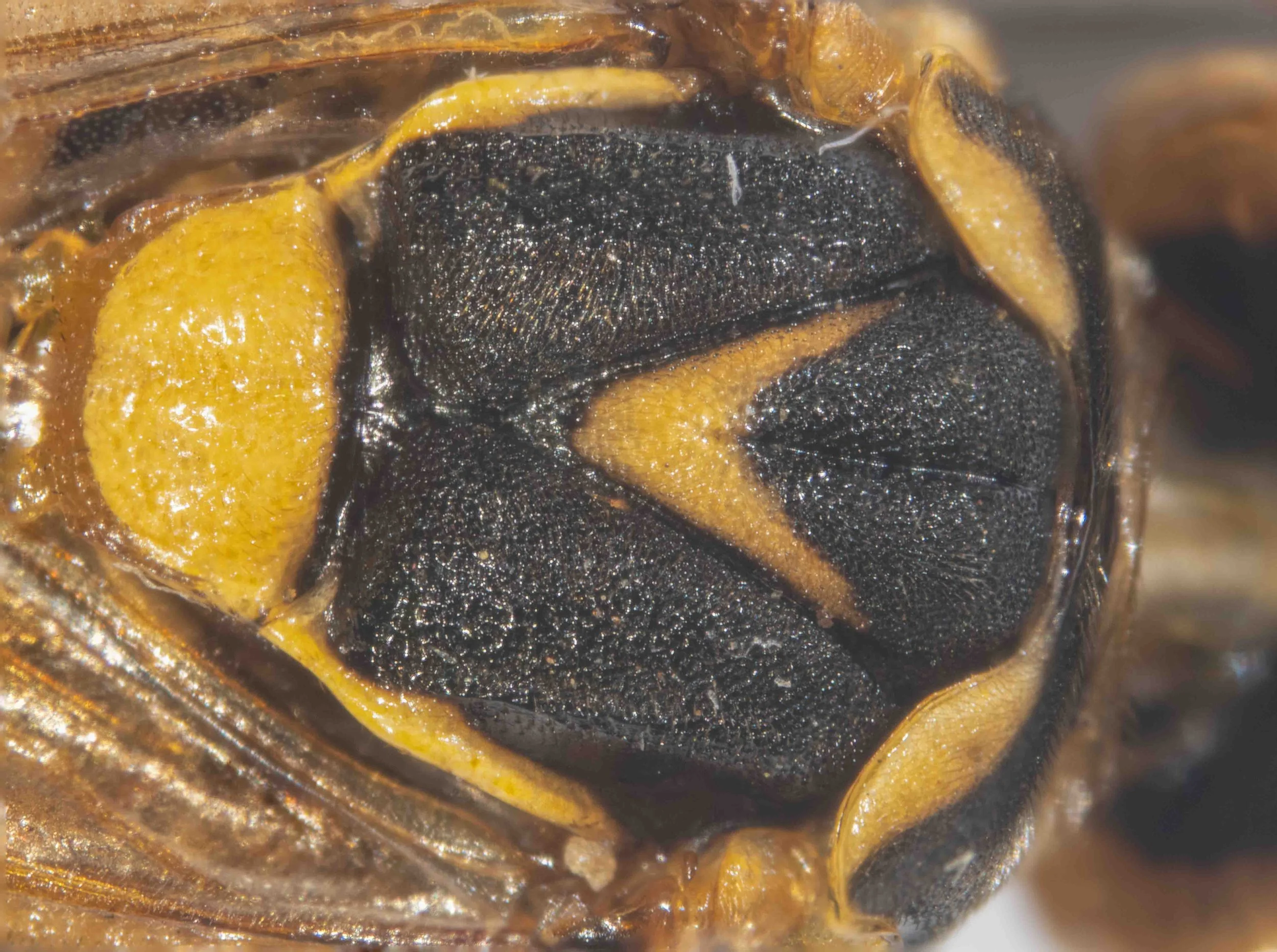 dorsal view of thorax - pronotum black with broad yellow hind border - mesoscutum black with yellow V-shape at rear of middle lobe, heavily punctured, medial part of lateral lobes pilose with golden hairs - scutellum yellow, heavily punctured, spars