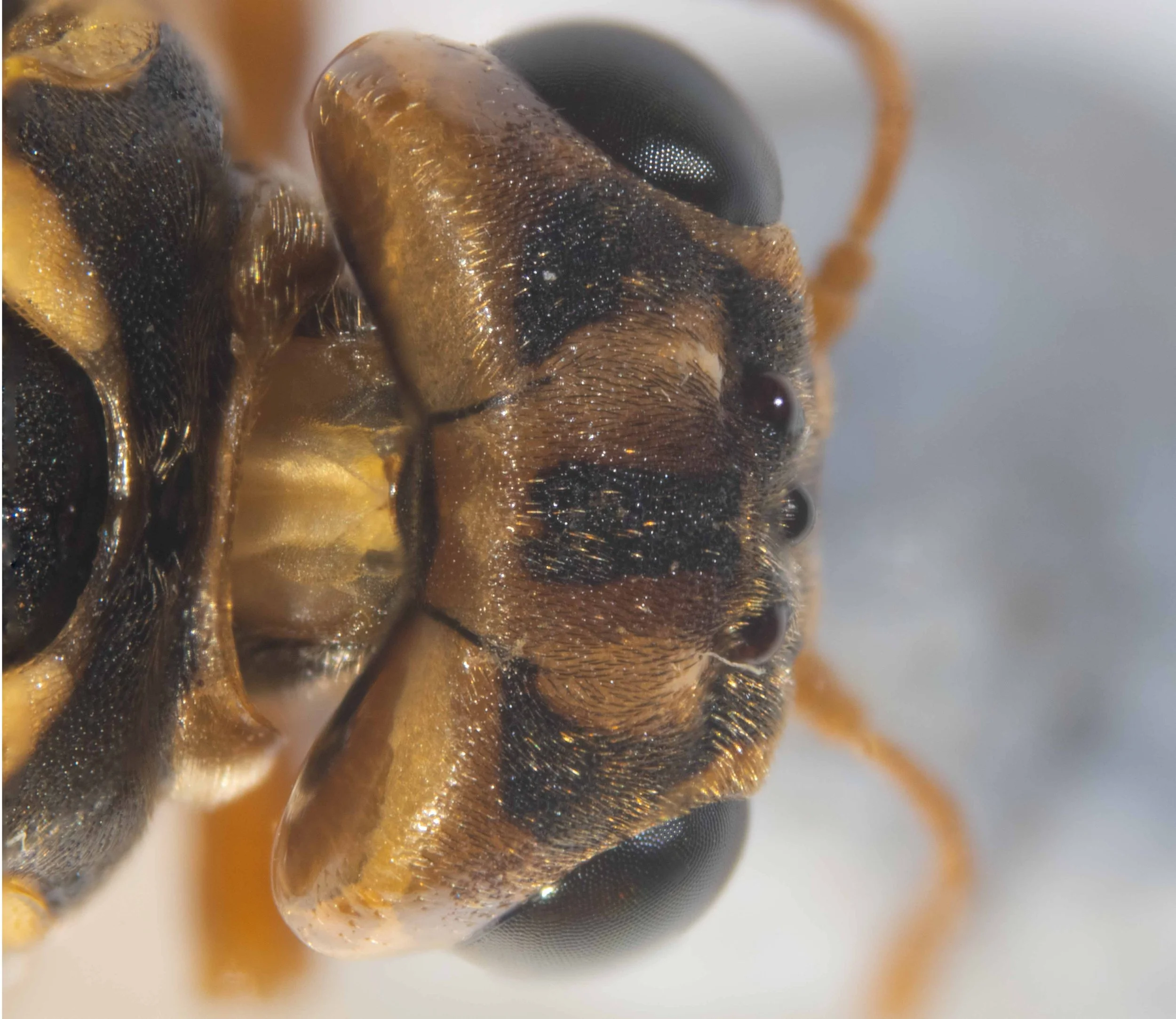  dorsal view of head - vertex yellowish-orange with 3 wide, longitudinal black stripes which extend anteriorly to cover ocellar region, densely punctured - vertex covered with golden and brown short, recumbent hairs, except for bare, unpunctured regi