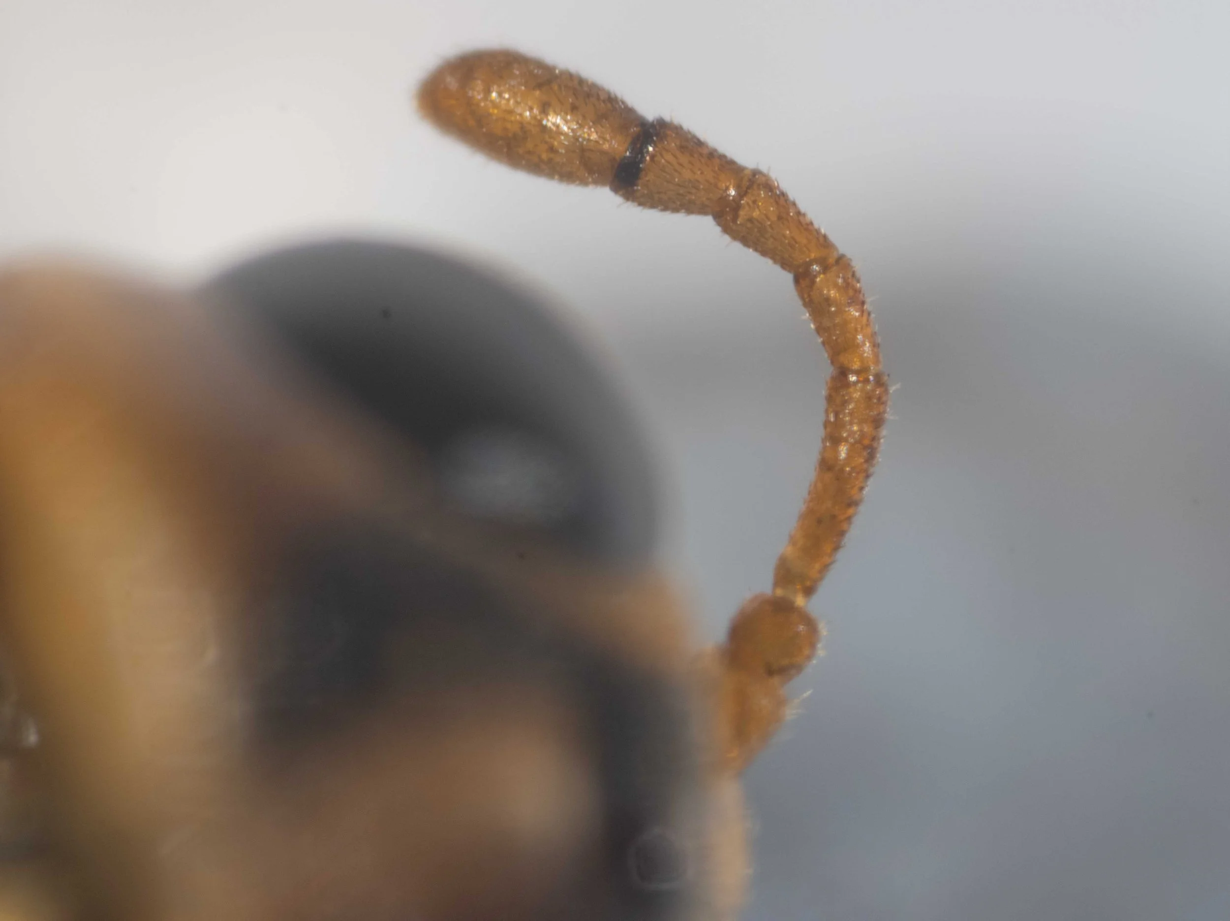  detail of antenna - scape pedicel, flagellum and club all orange 