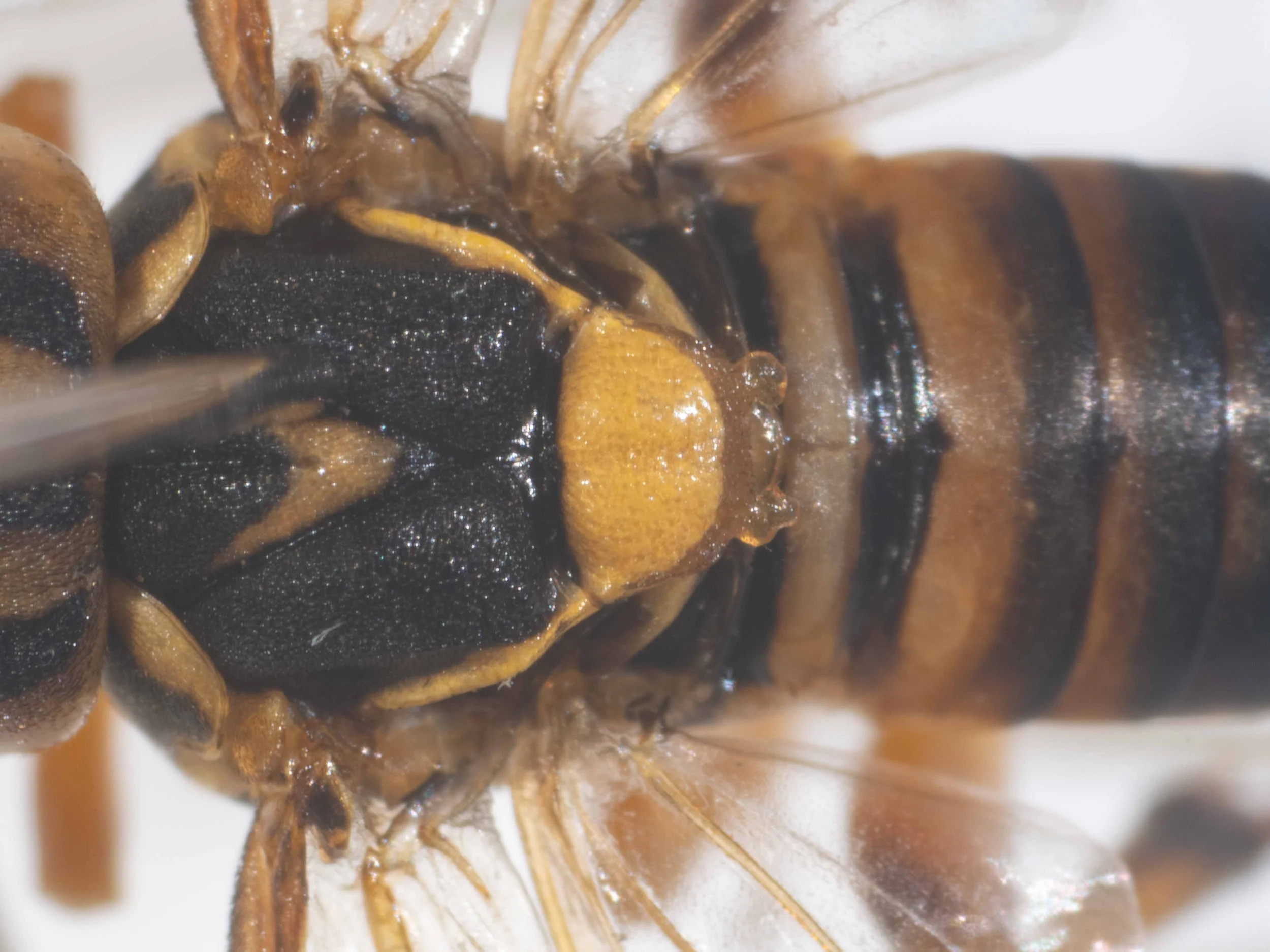  detailed view of mesoscutum and scutellum - scutellum heavily punctured, with transparent orange, obtuse hind lobes - tegulae pale orange 