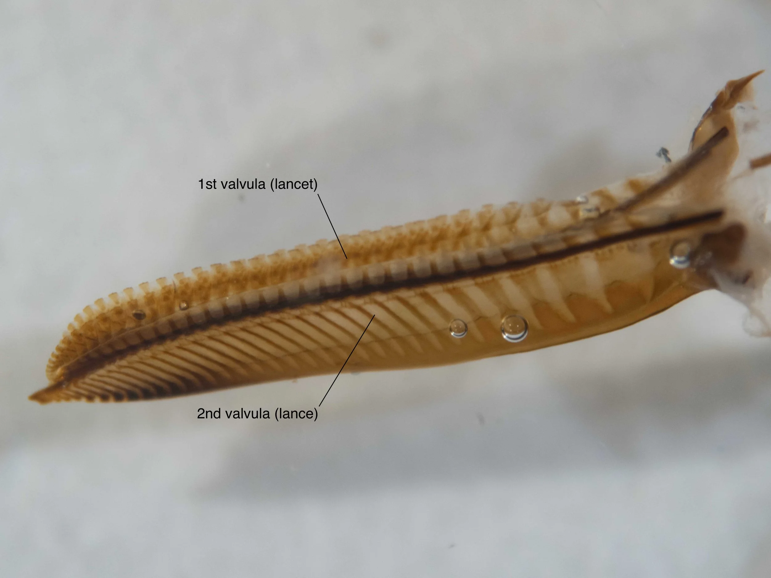  ventro-lateral view of saw after removal of sawsheath (3rd valvula) 