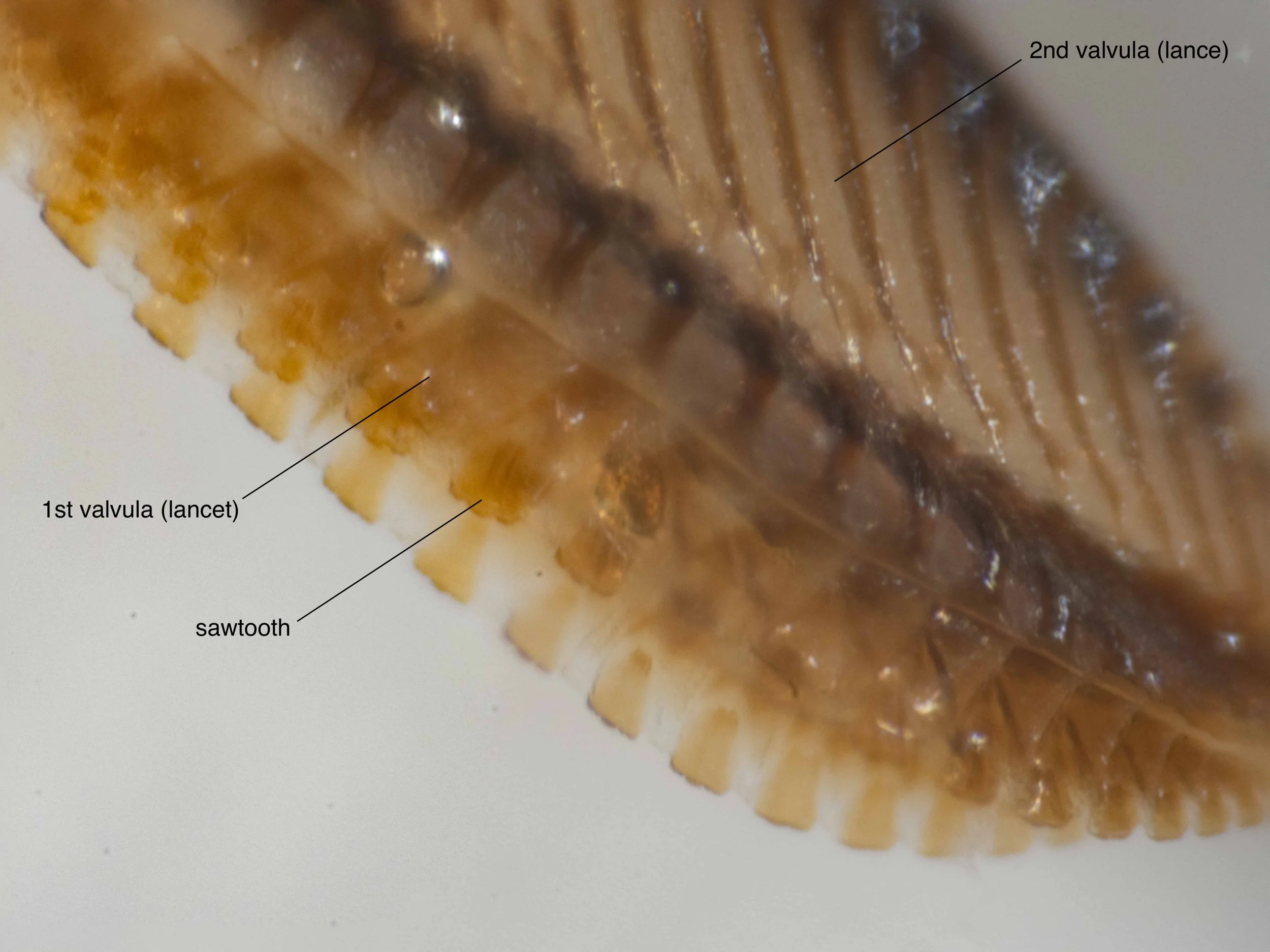  ventral view of tip of saw  - a row of sawteeth present along each lancet 