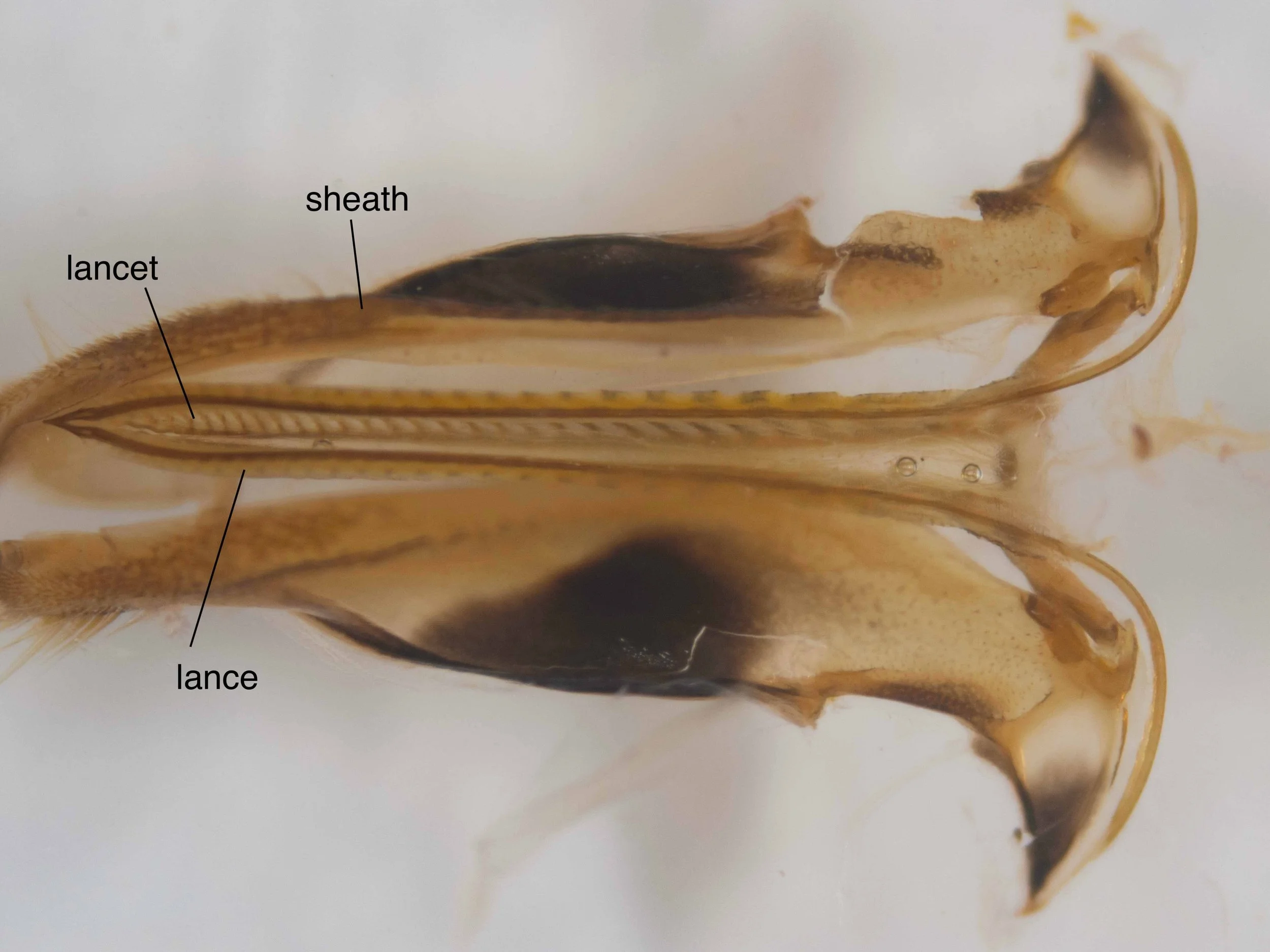  ventral view of lance, lancet and sheath after removal of tergite X 